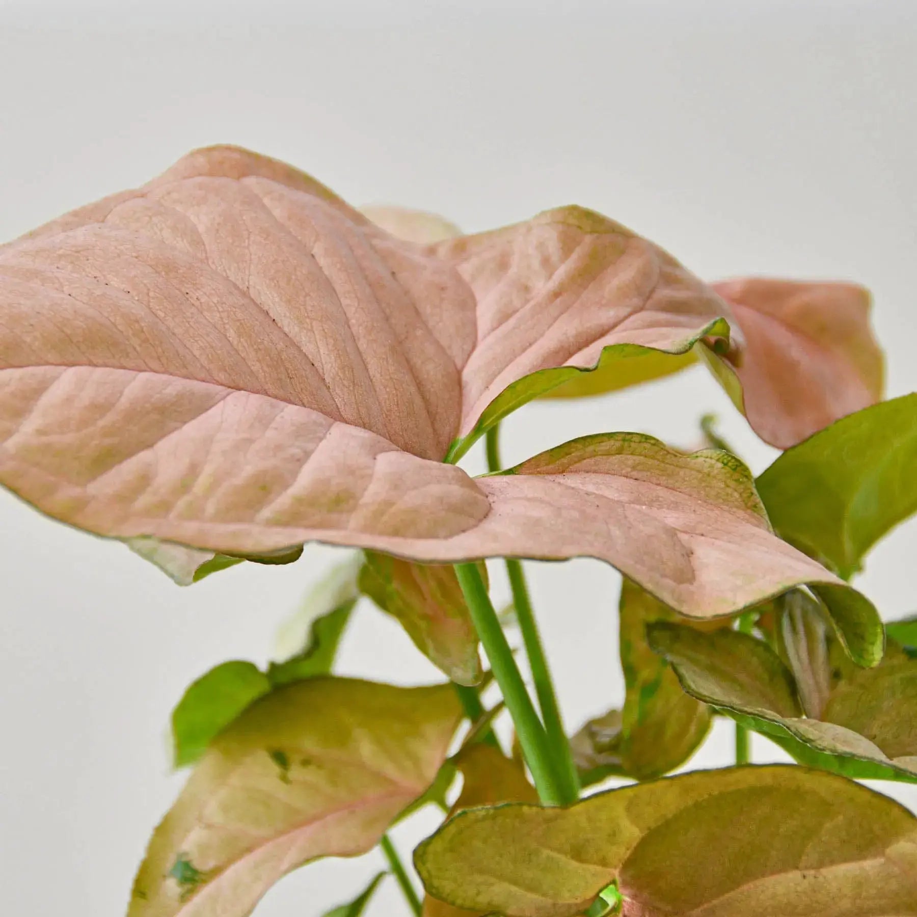 Syngonium 'Strawberry' – Pink Arrowhead Plant