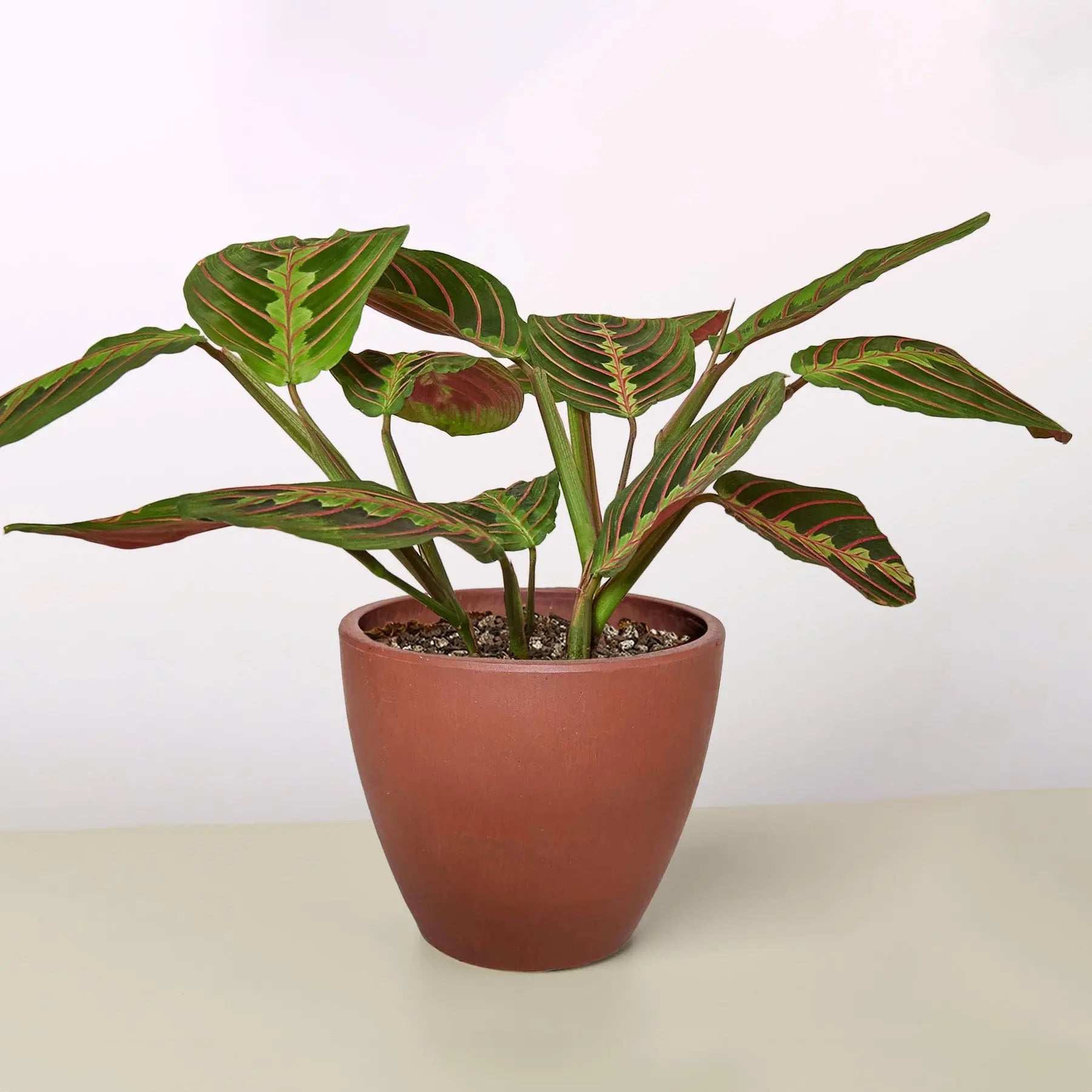 Maranta 'Red Prayer'