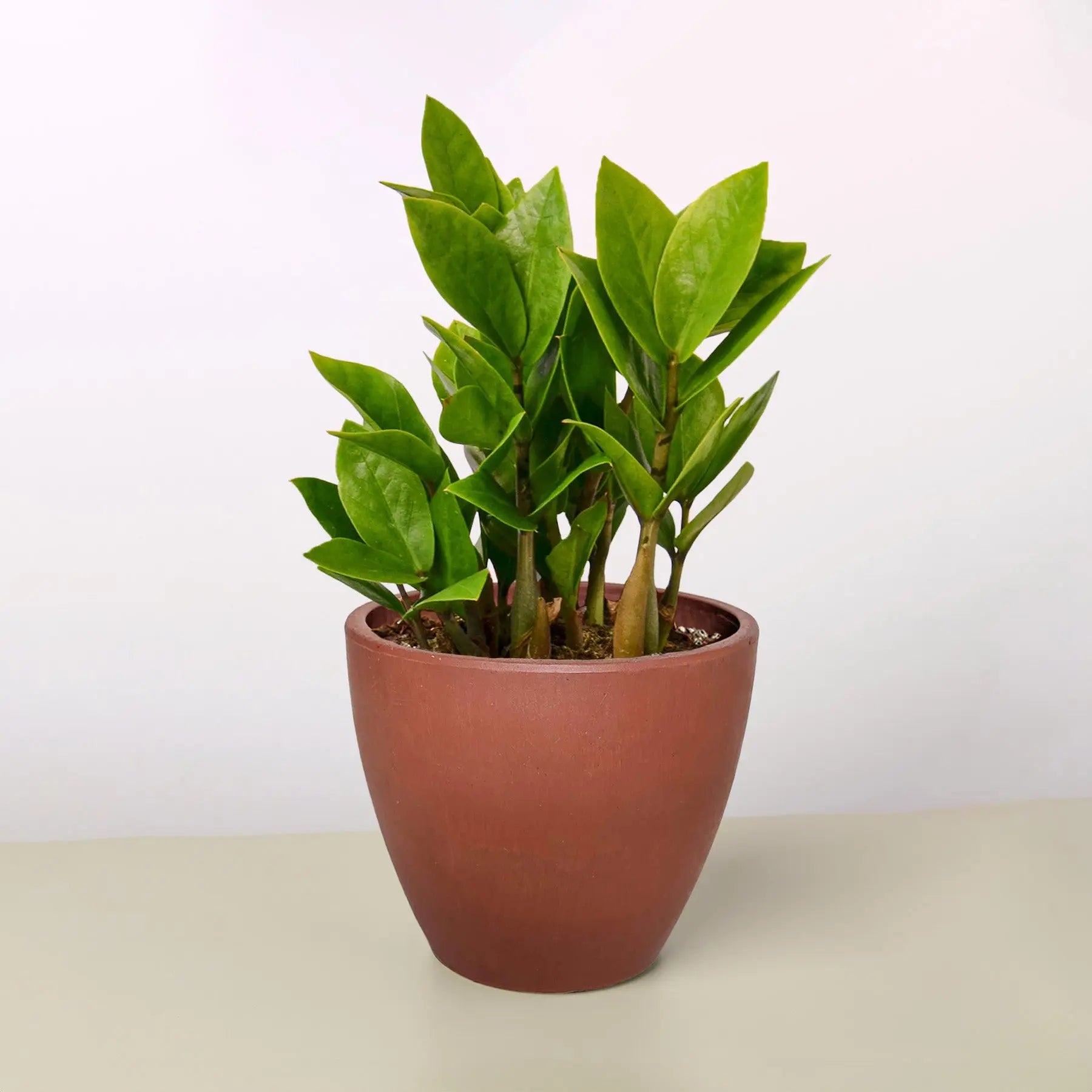 Zamioculcas Zamiifolia 'ZZ'