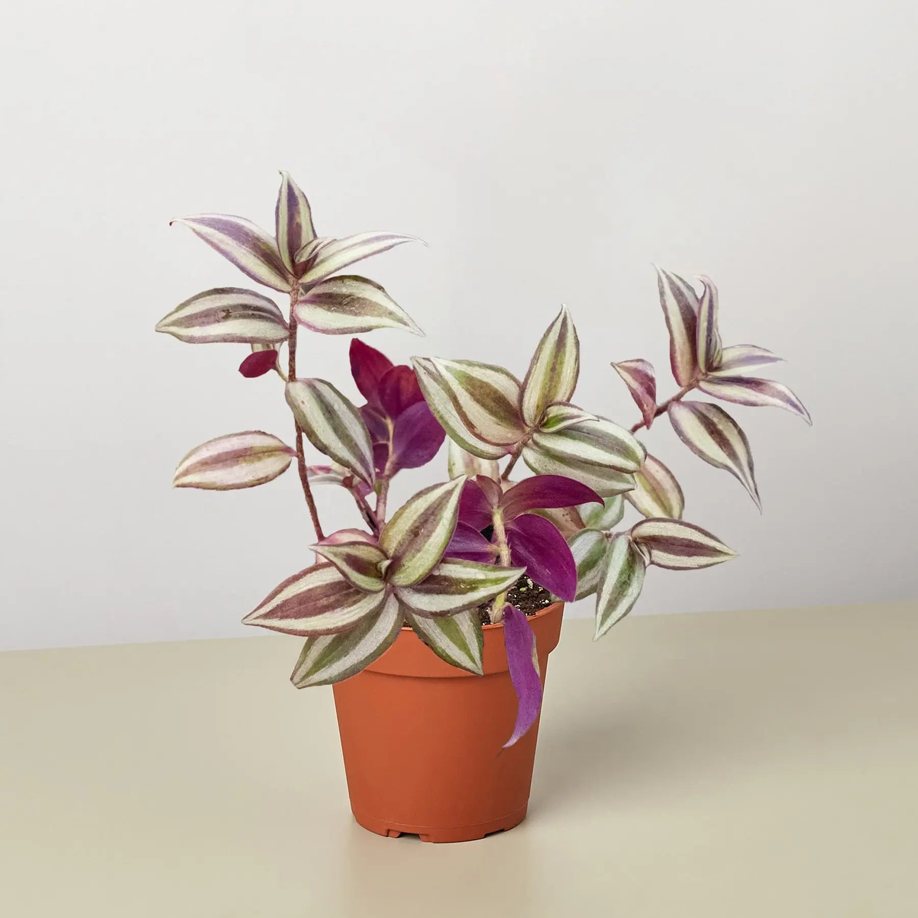 Tradescantia Zebrina 'Wandering Dude'