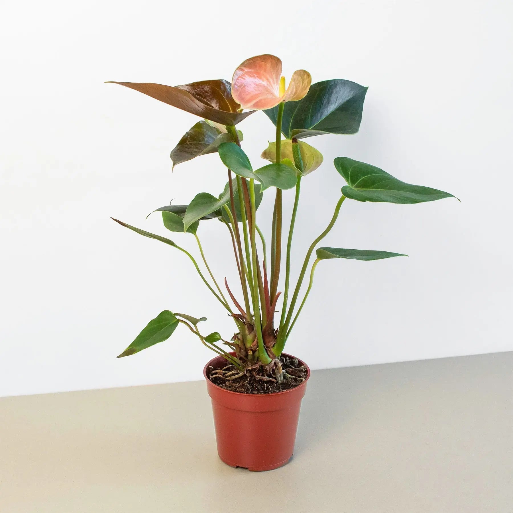 Anthurium Rainbow Champion - 4
