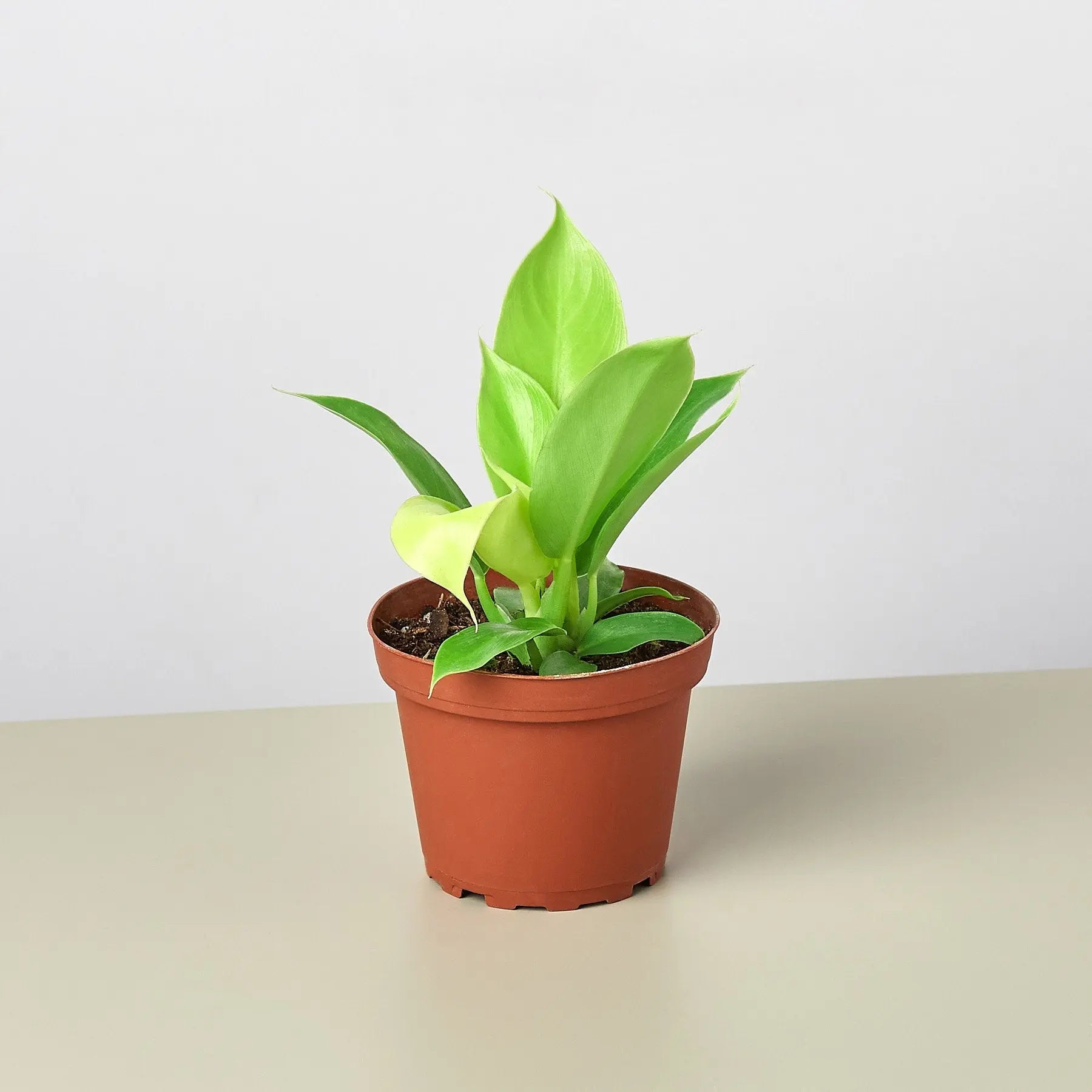 Philodendron Moonlight – Live Indoor Plant