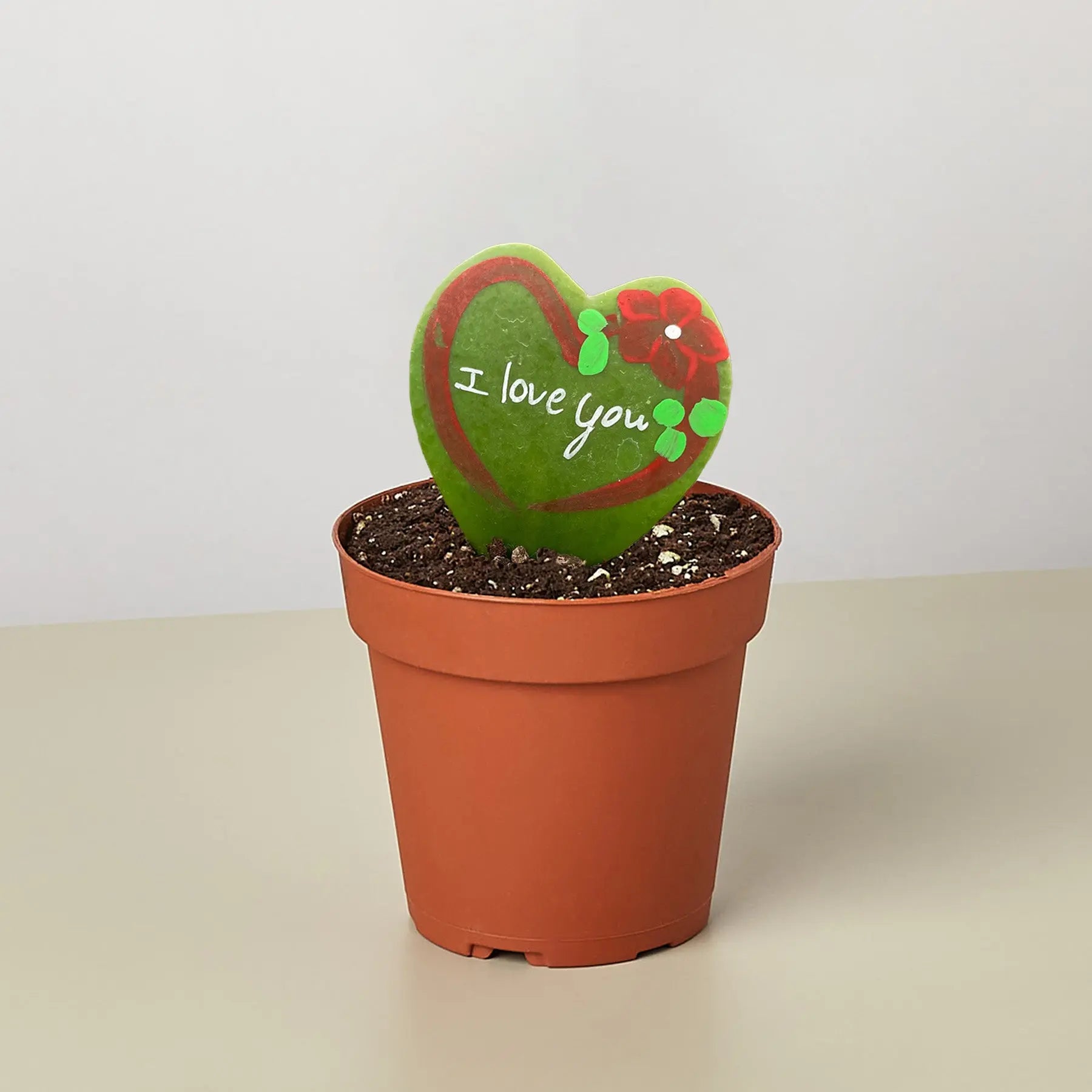 Hoya Heart - 