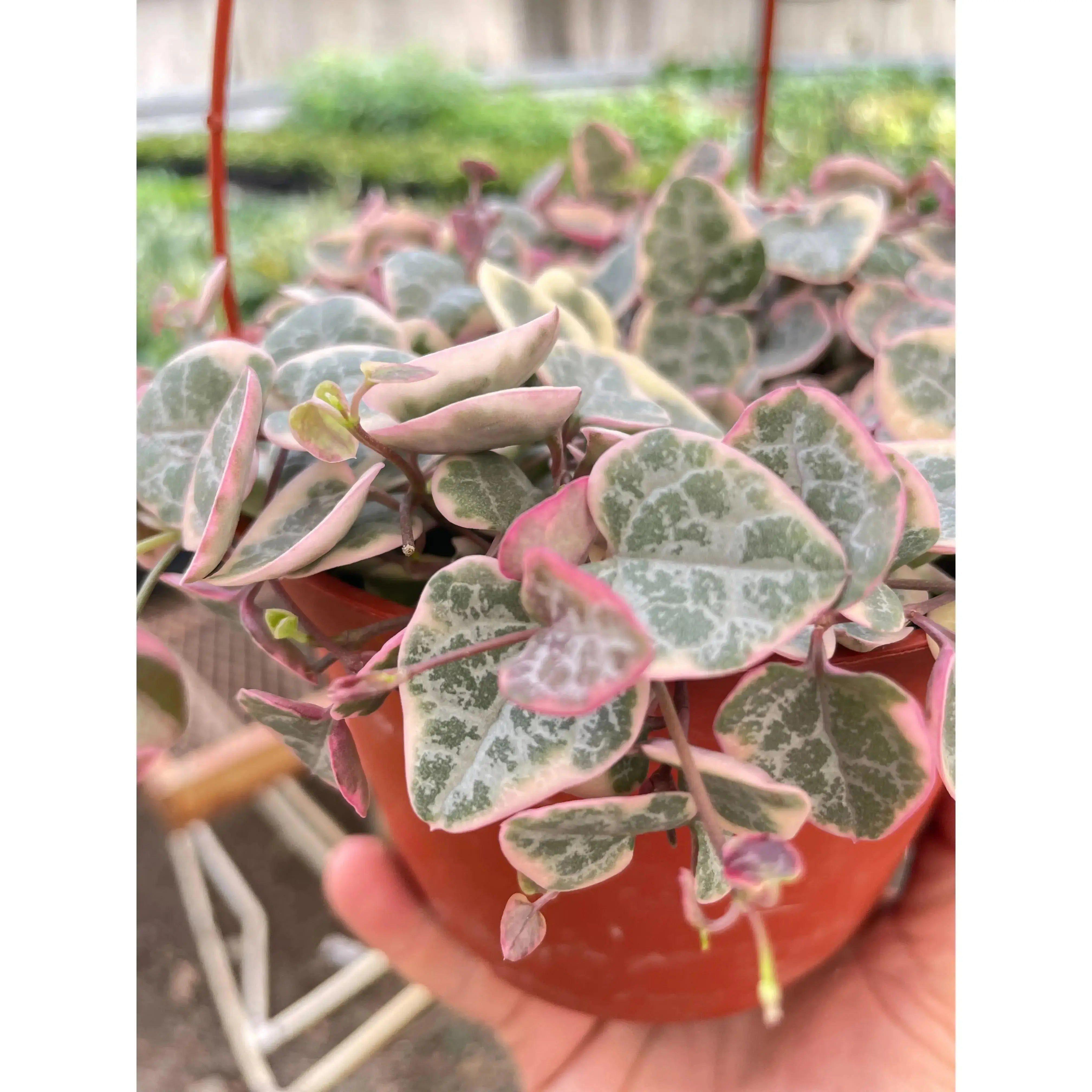 Variegated String of Hearts Plant | Ceropegia woodii