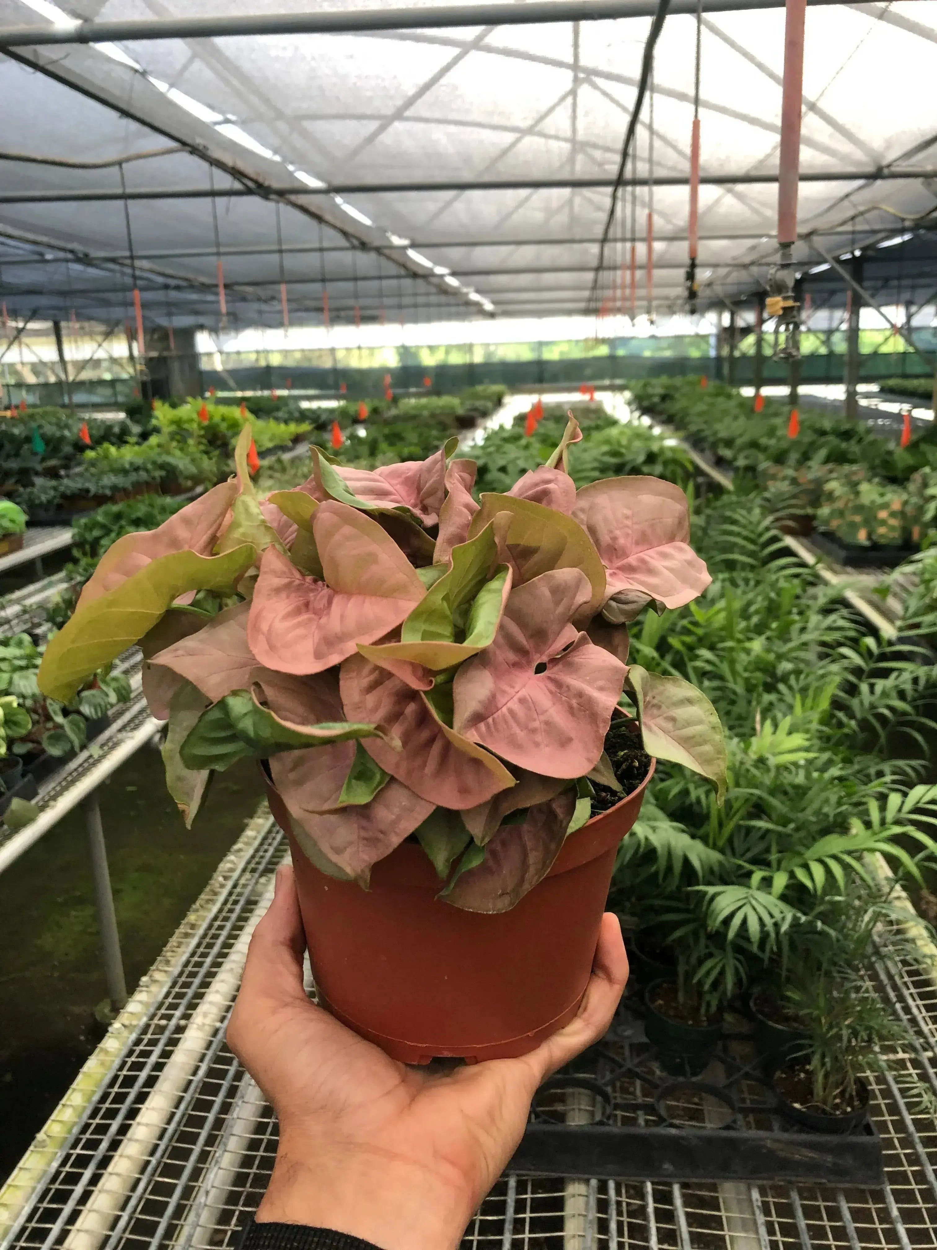 Syngonium 'Strawberry' – Pink Arrowhead Plant
