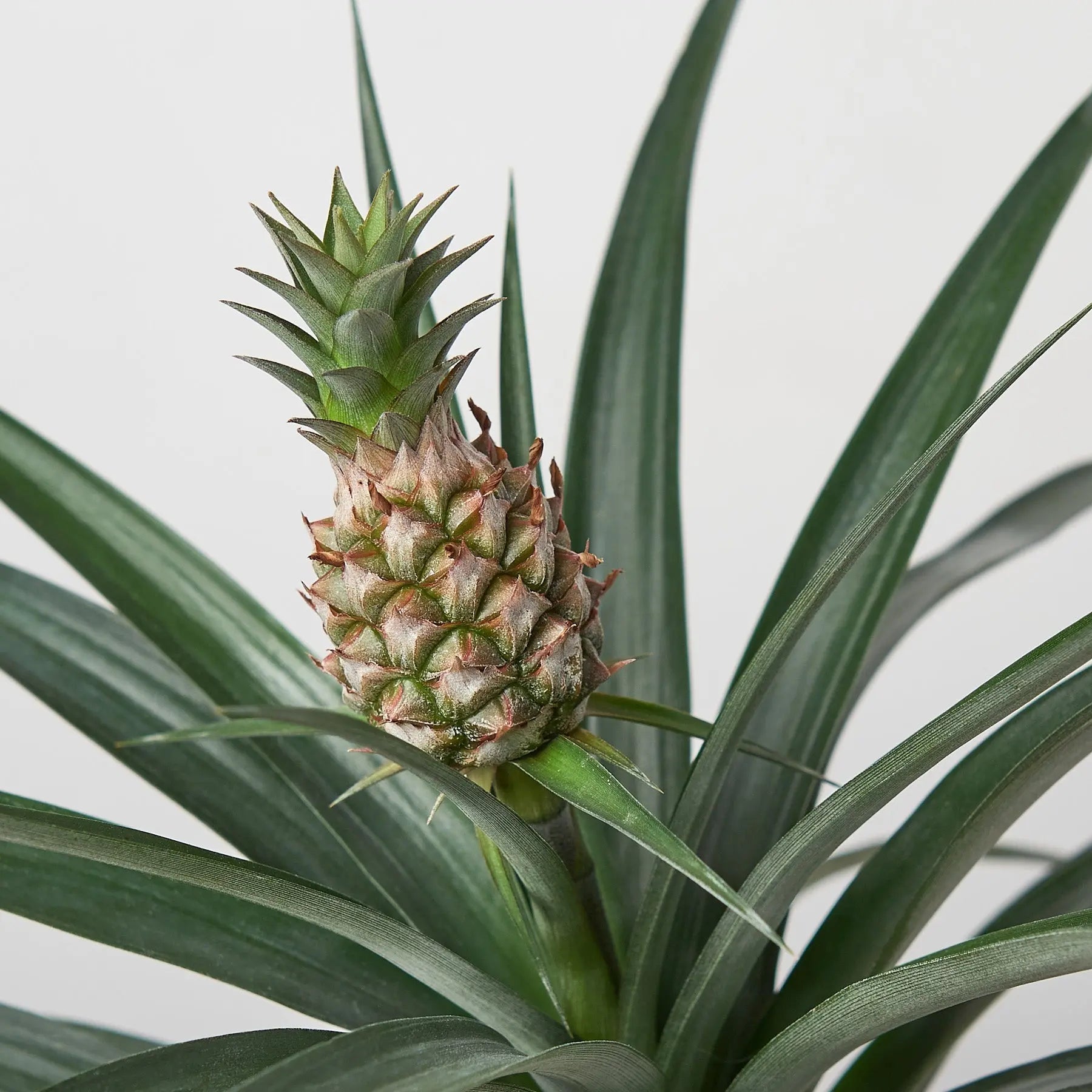 Bromeliad 'Yellow Pineapple'