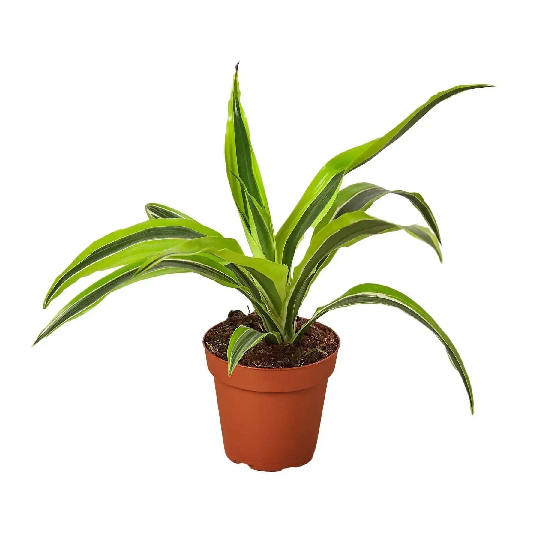 Dracaena Lemon Lime Plant