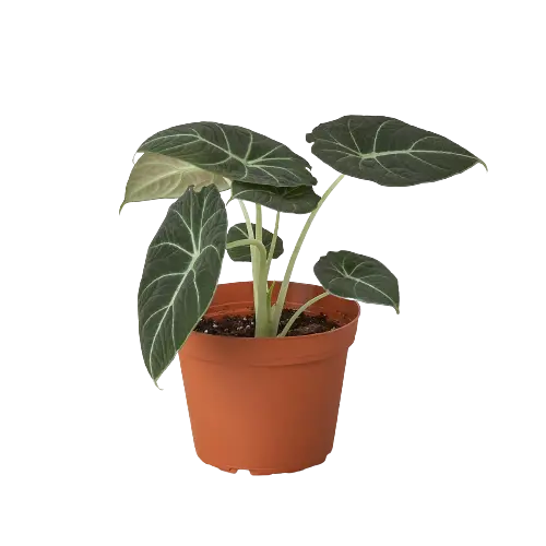 Alocasia Reginula 'Black Velvet'