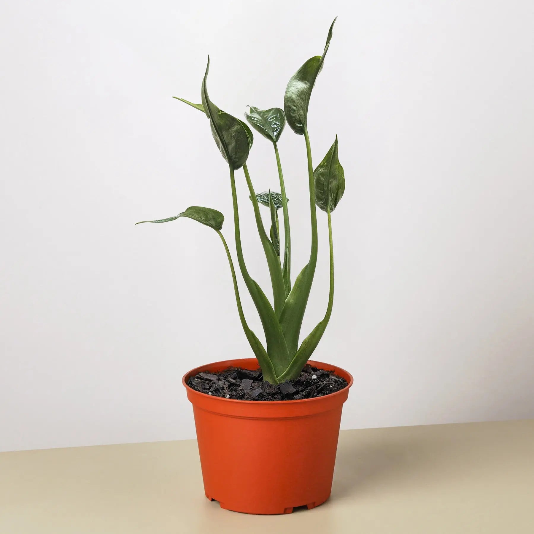 Alocasia 'Tiny Dancer' - 4