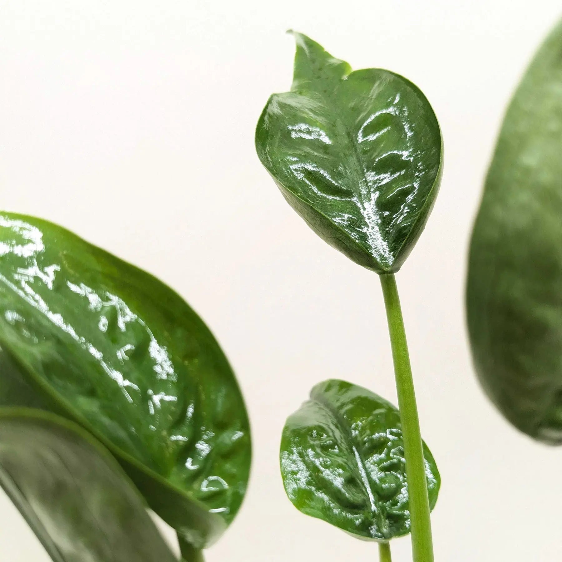 Alocasia 'Tiny Dancer' - 4