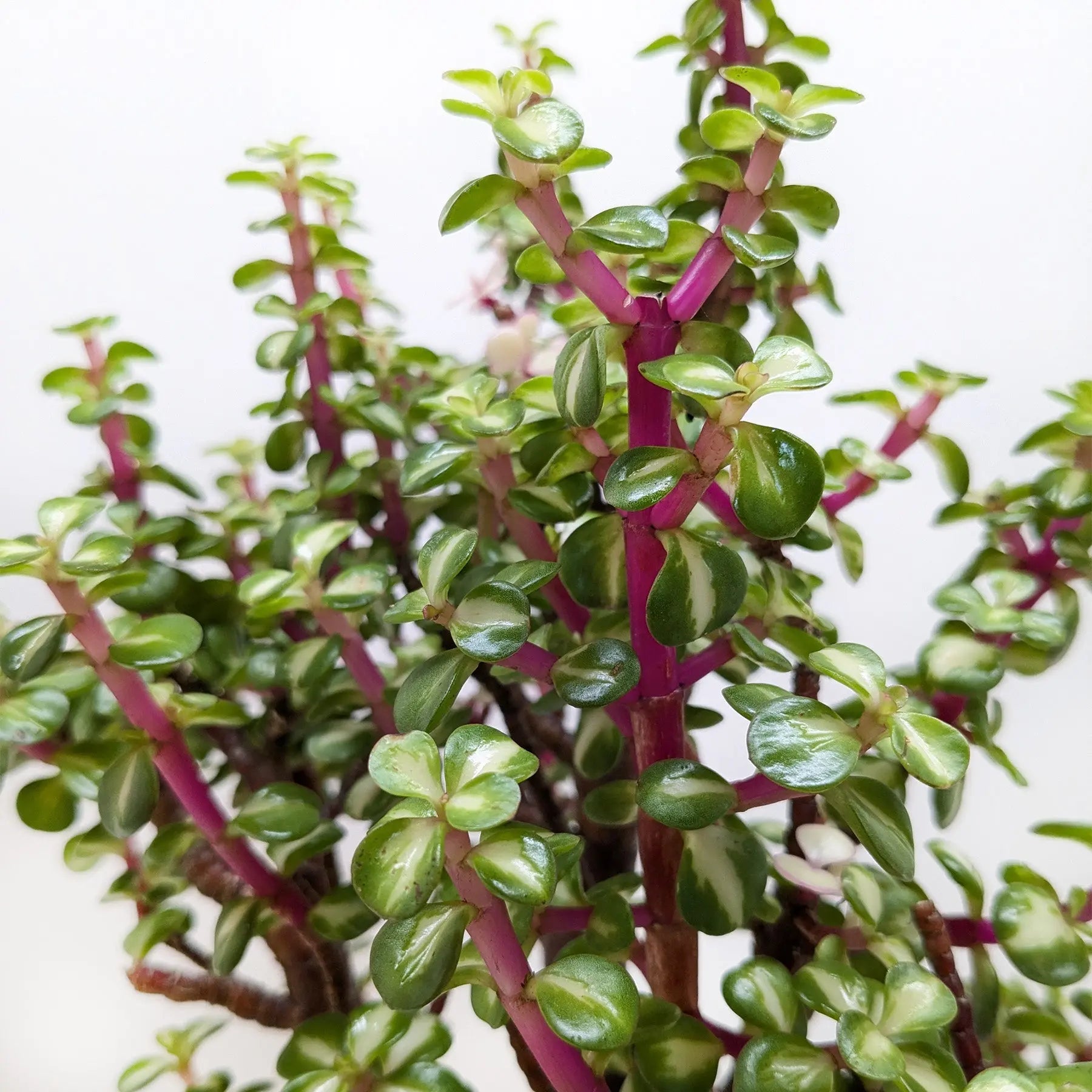 Bonsai Jade Dwarf Rainbow