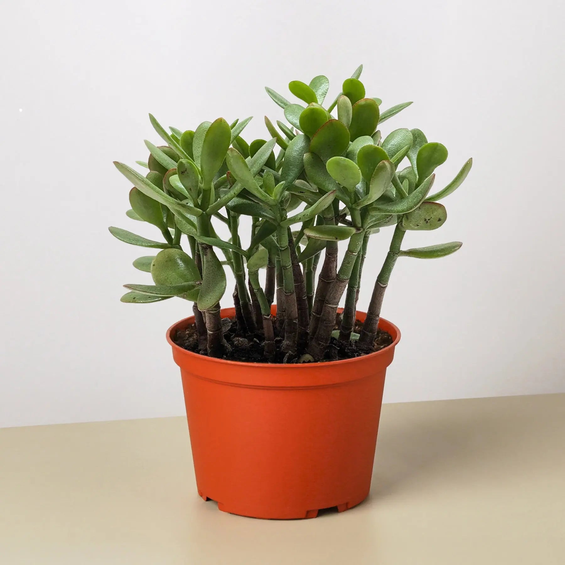 Succulent Crassula 'Jade'