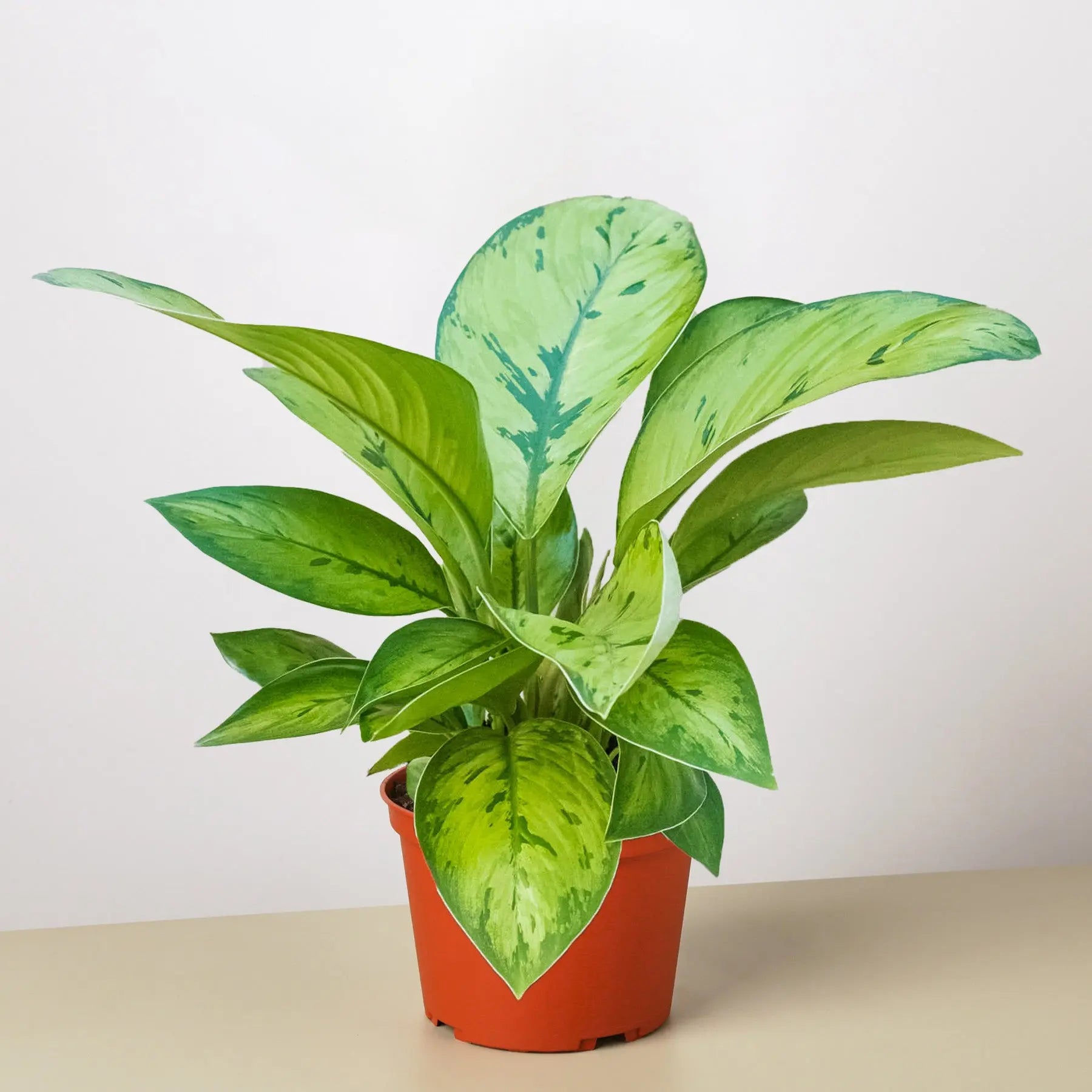 Homalomena 'Selby'