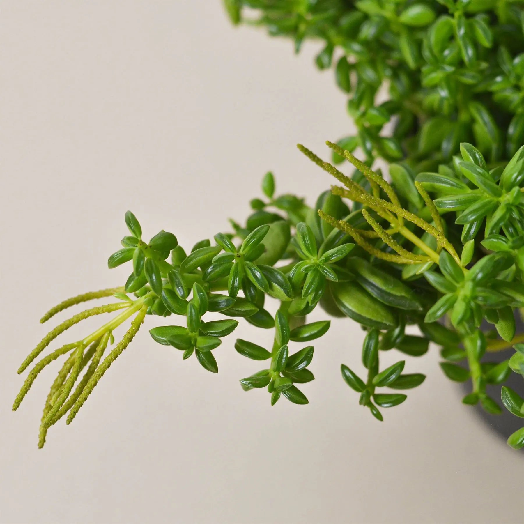 Peperomia 'Axillaris'