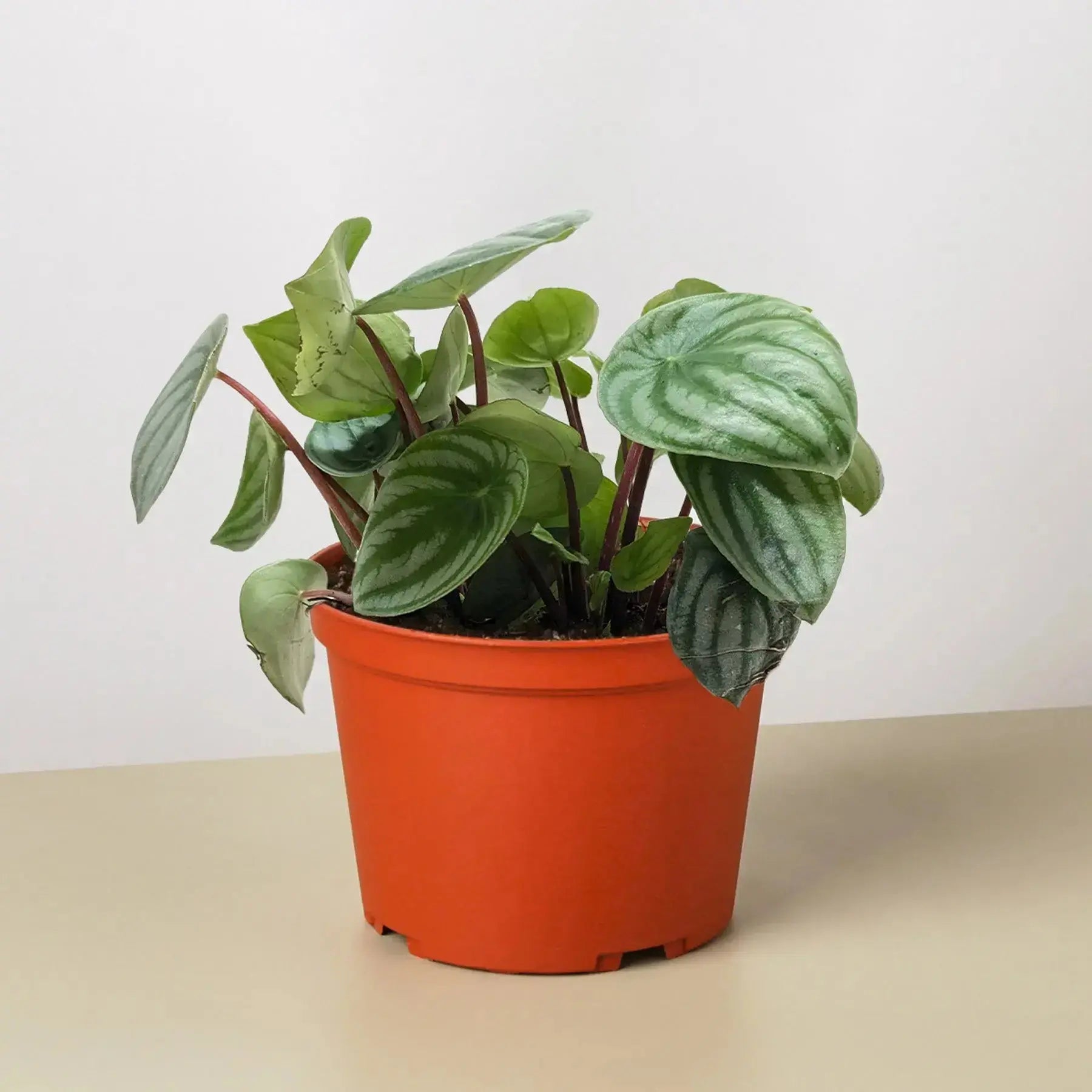 Watermelon Peperomia - Easy-Care Indoor Plant Gift