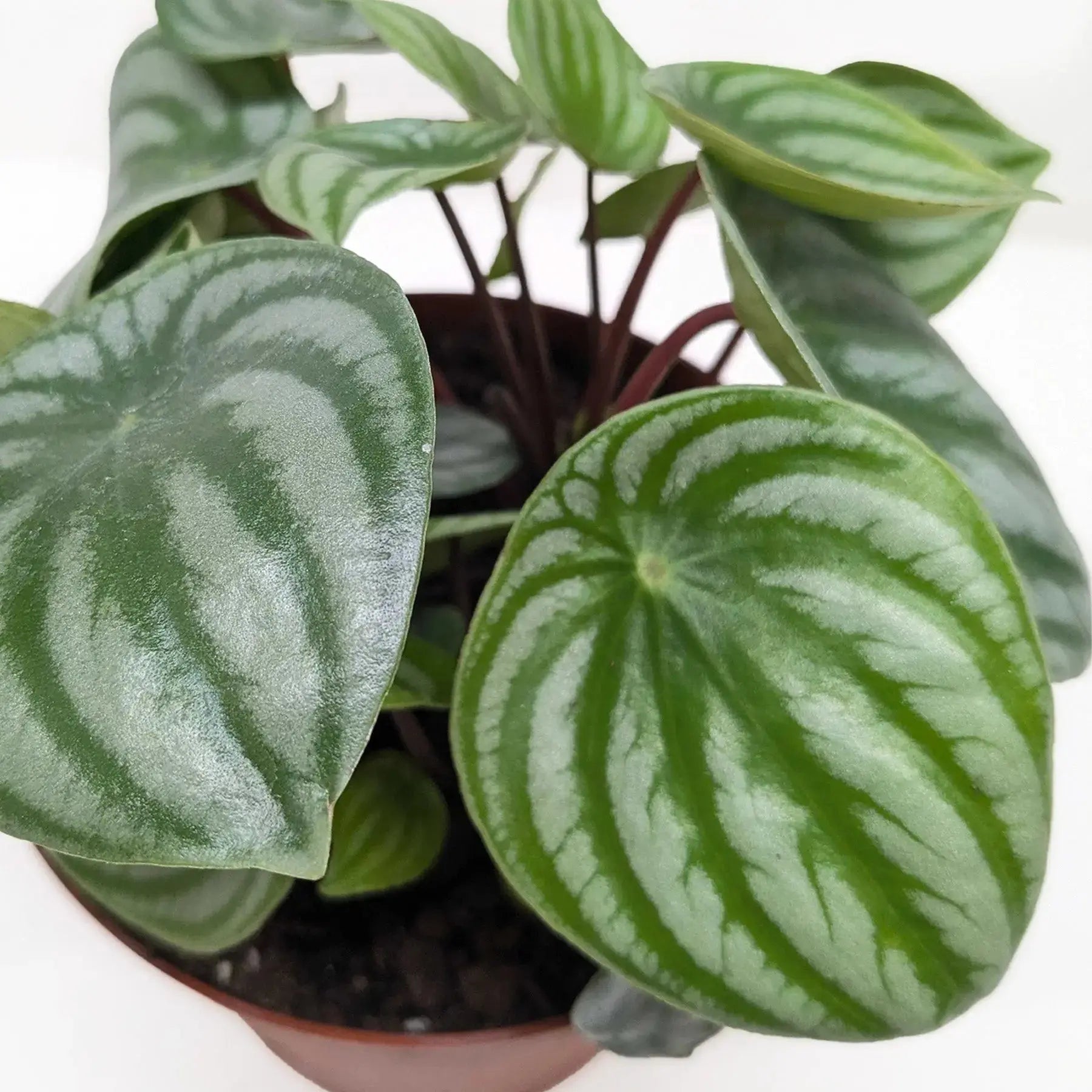 Watermelon Peperomia - Easy-Care Indoor Plant Gift