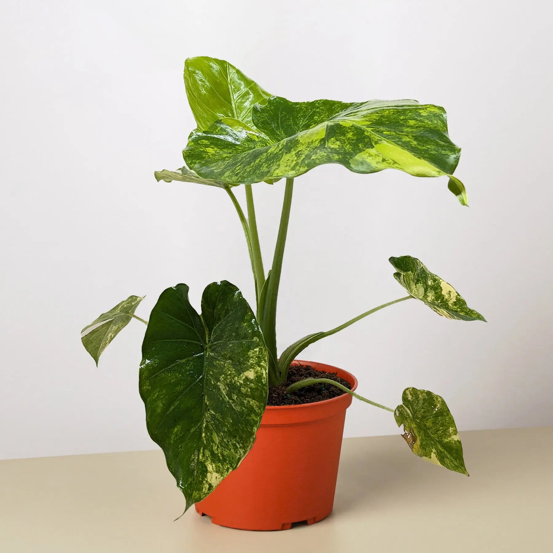 Philodendron Burle Marx Albo