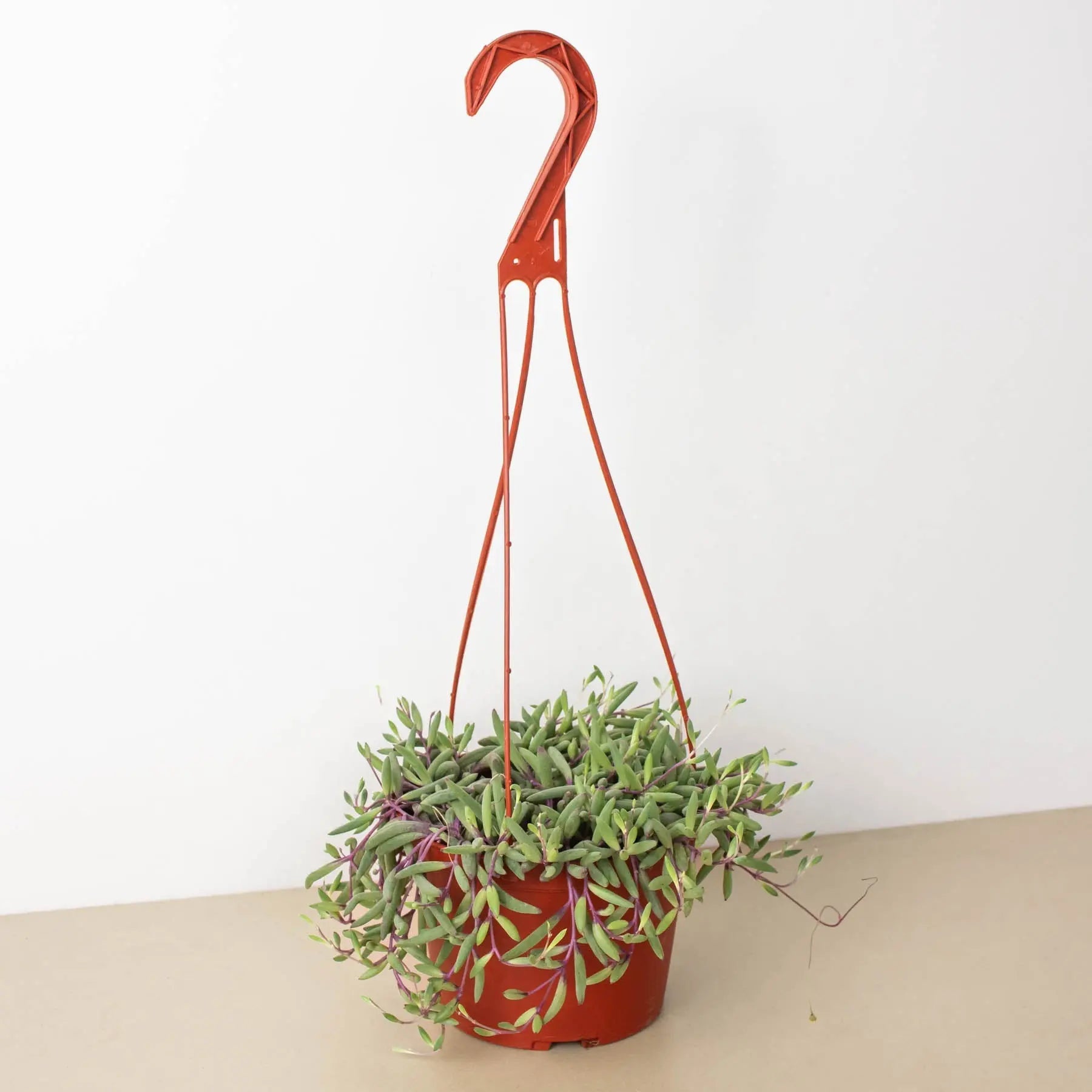 String of Rubies - 6