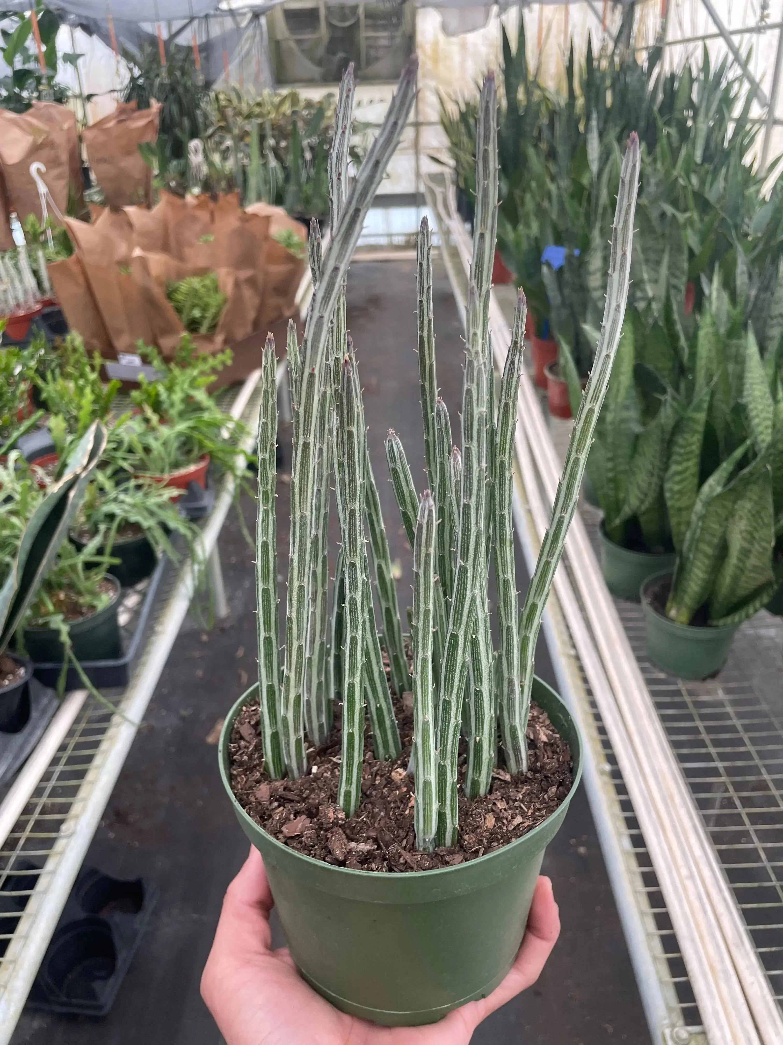 Pickle Plant (Senecio Stapeliiformis) – Live Succulent