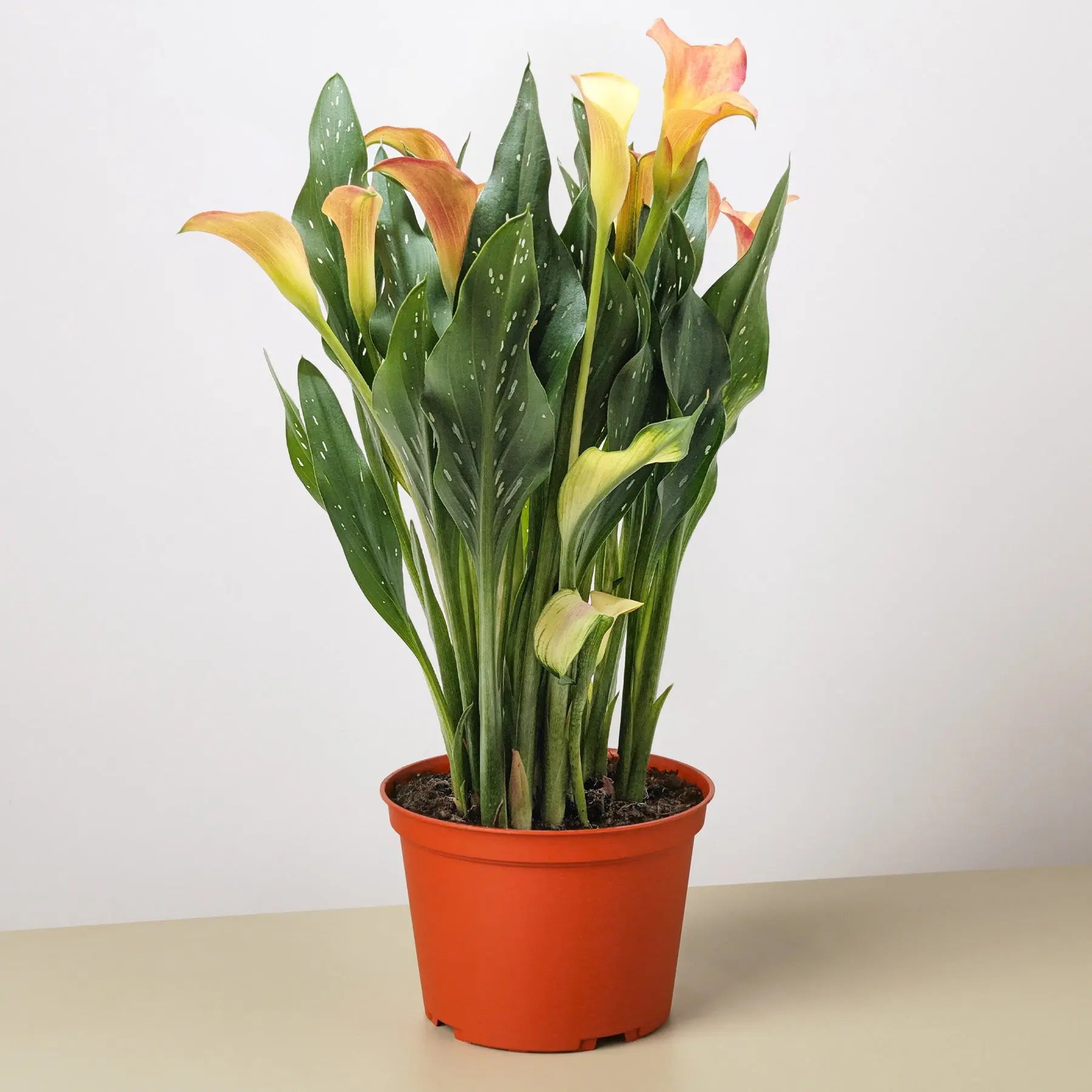 Calla Lily