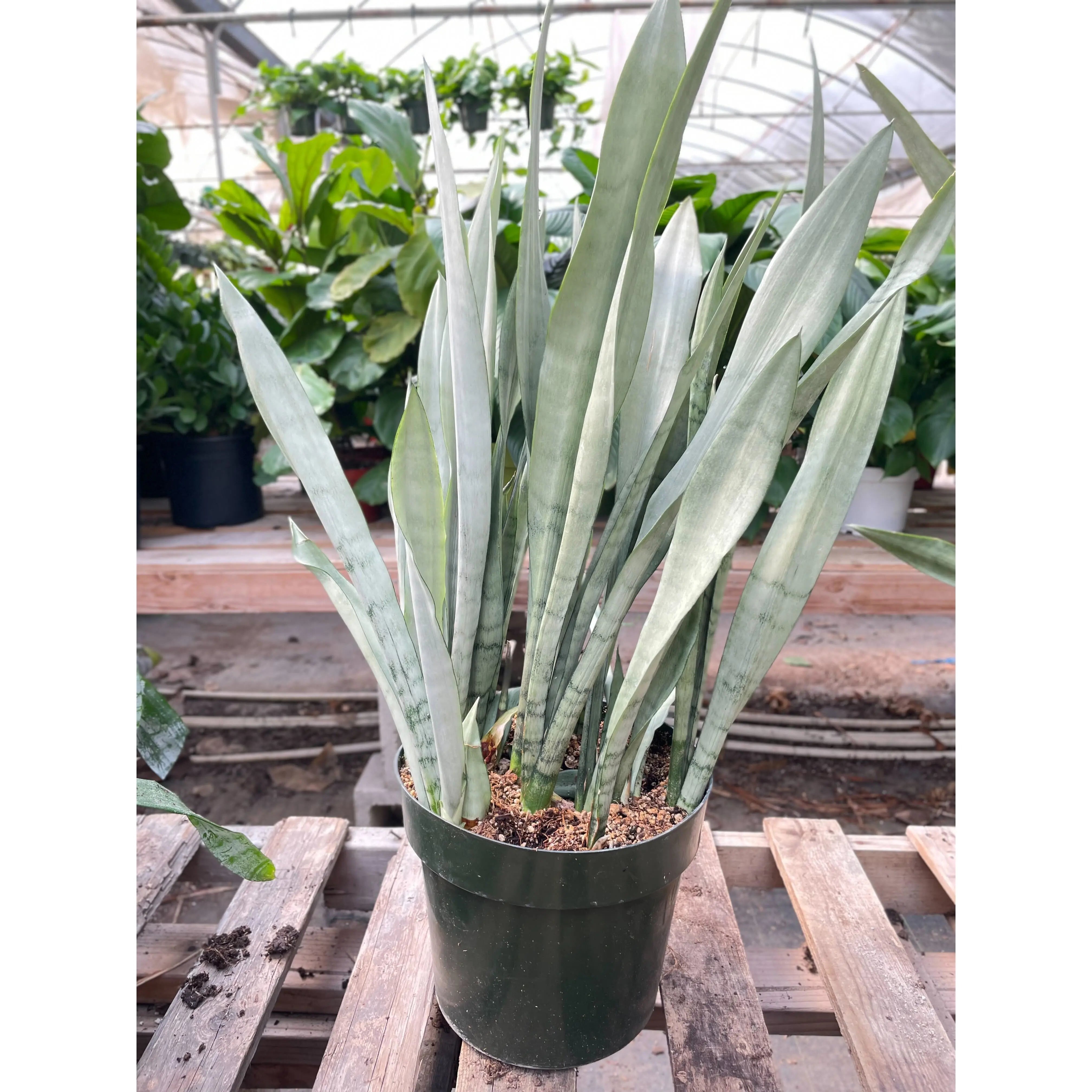 Snake Plant 'Metallica' - 10