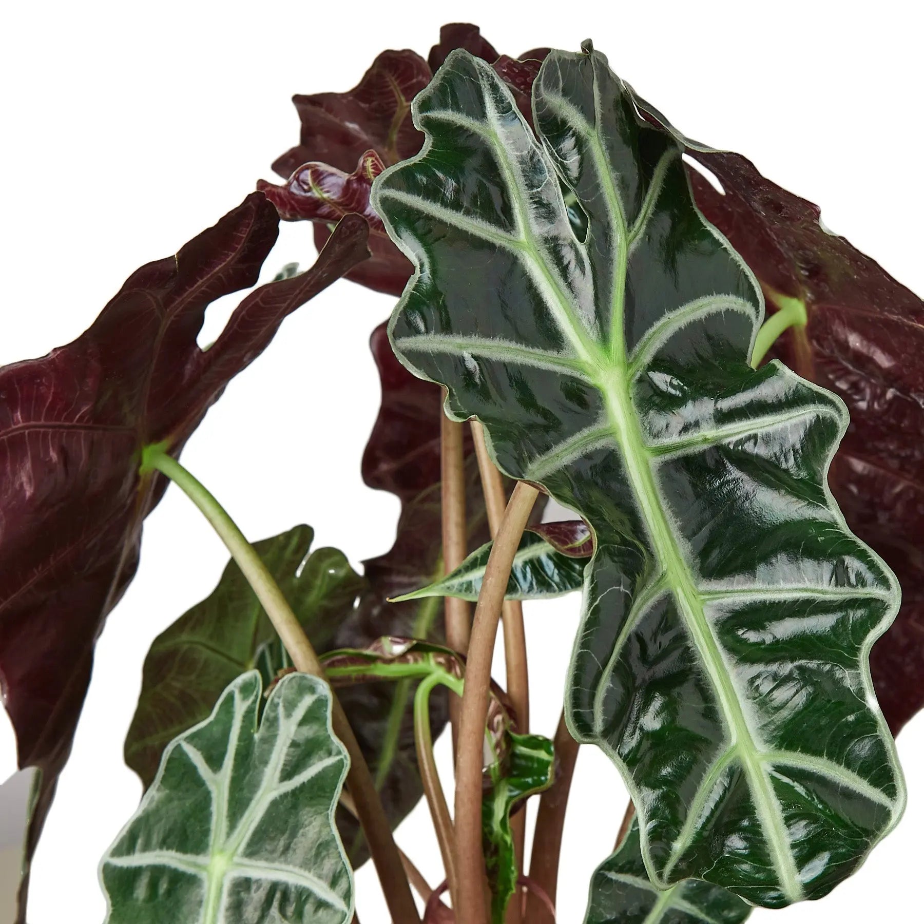 Alocasia Polly 'African Mask' - 6