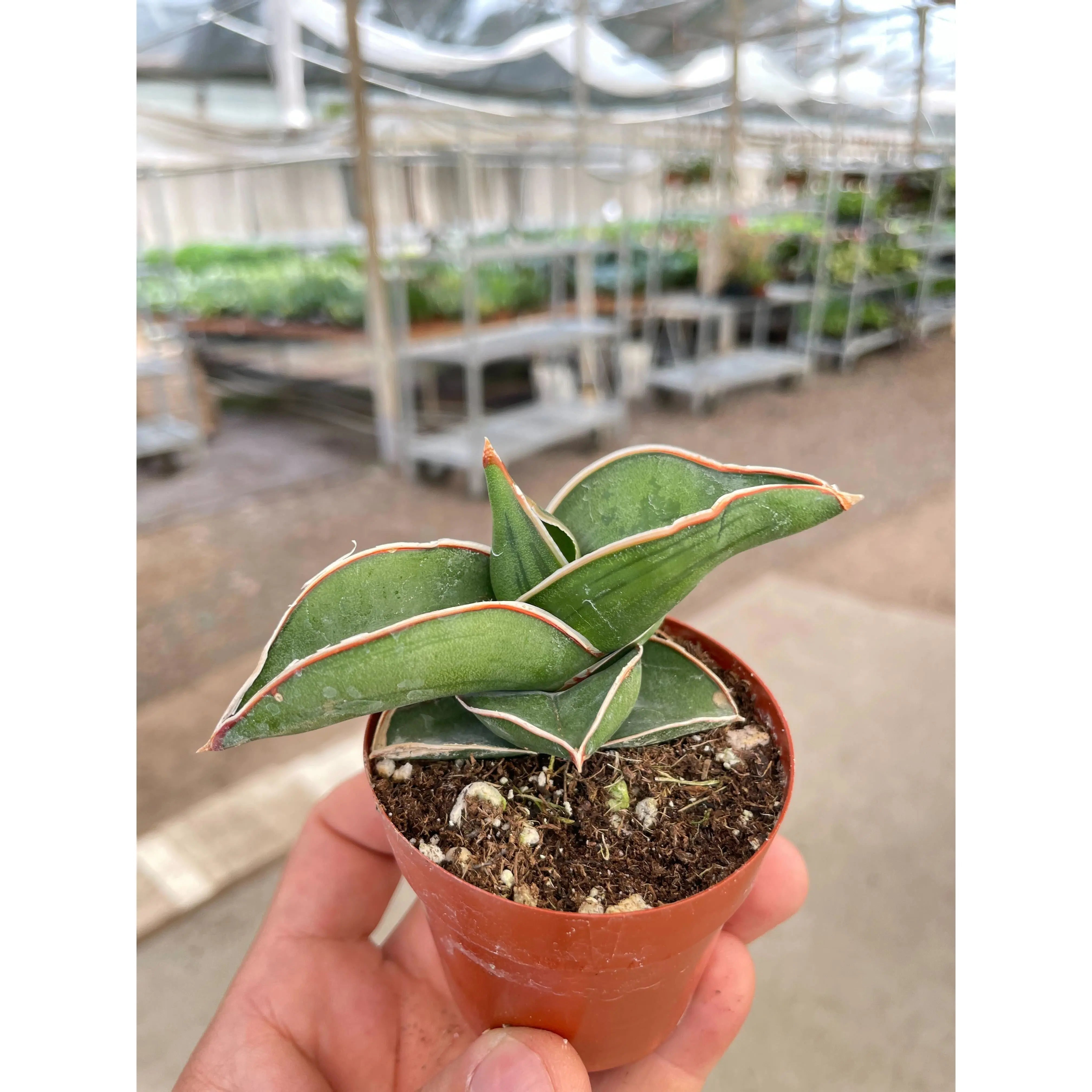 Sansevieria Samurai - 6