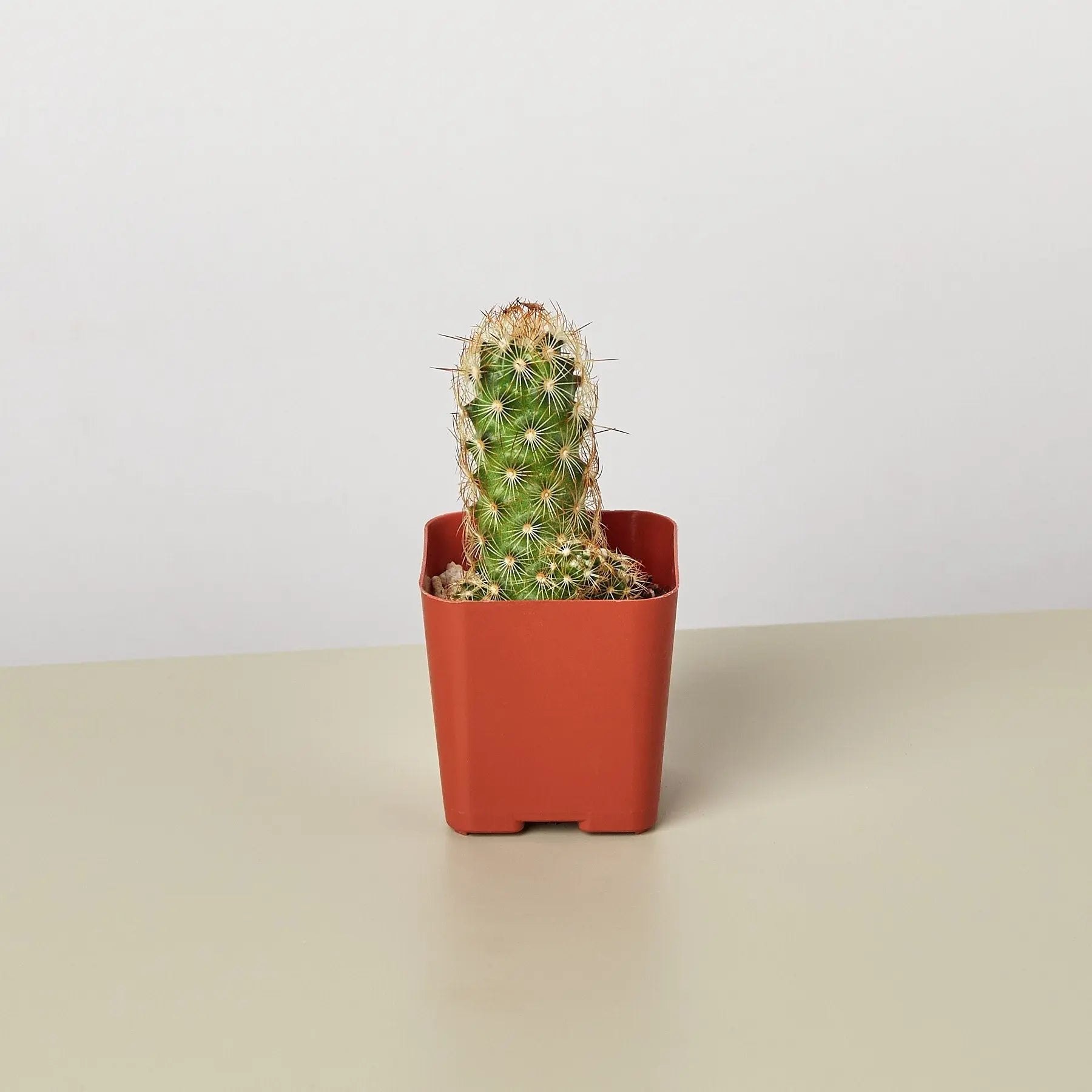 Cactus Variety - 2