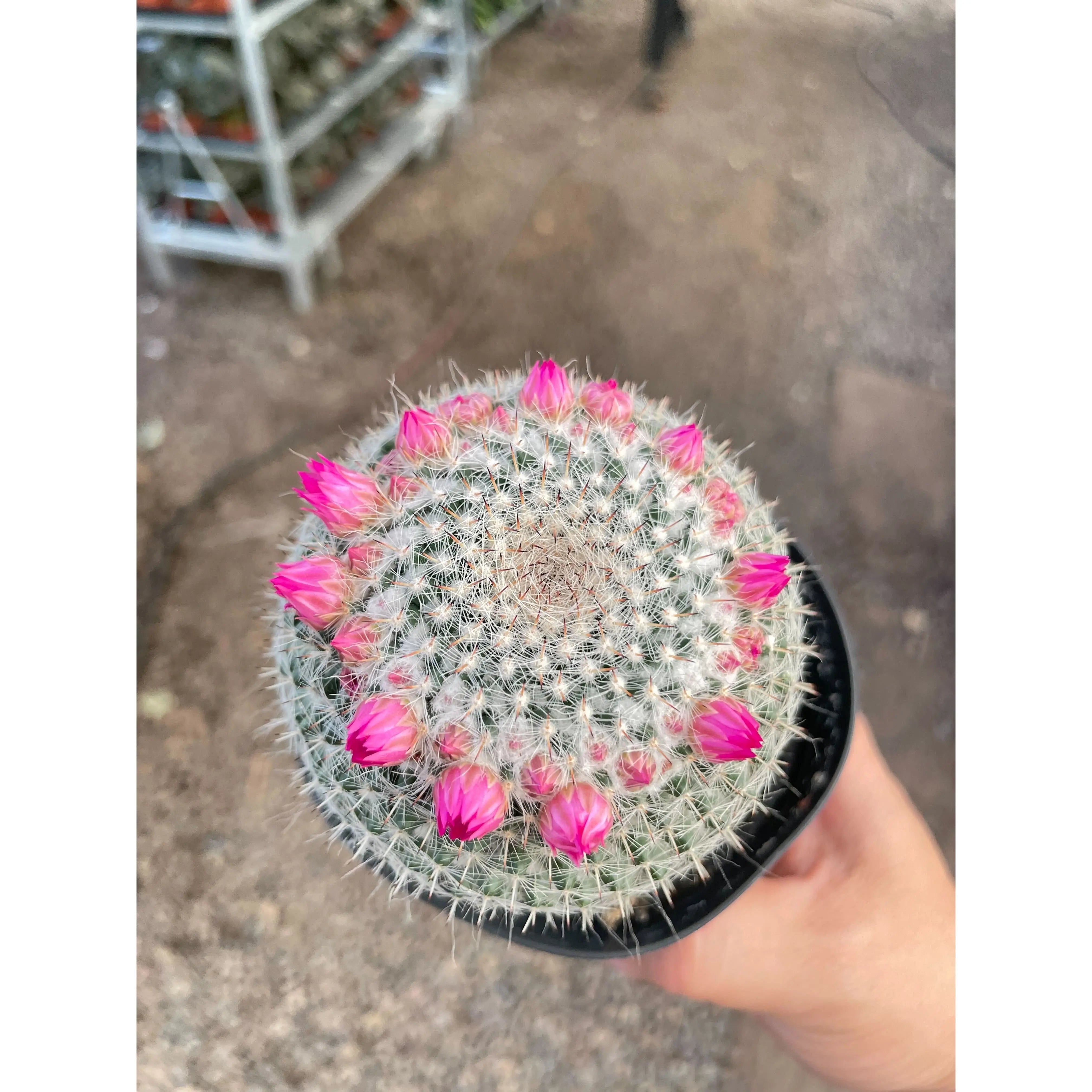 Mammillaria Hahniana Cactus