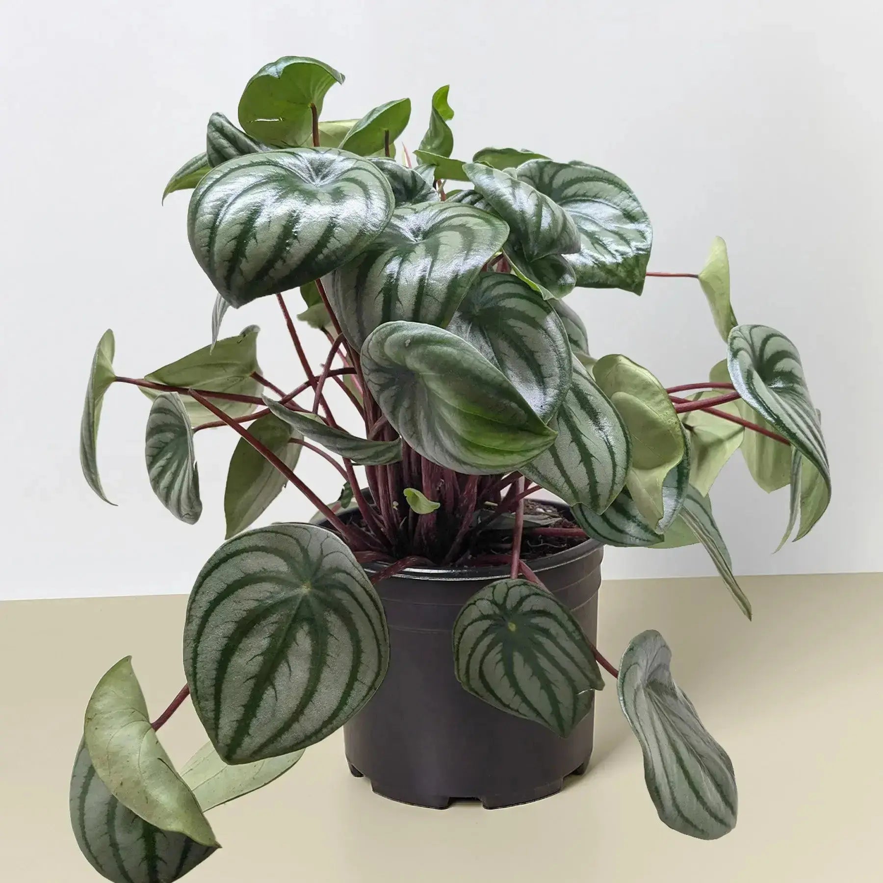 Watermelon Peperomia - Easy-Care Indoor Plant Gift
