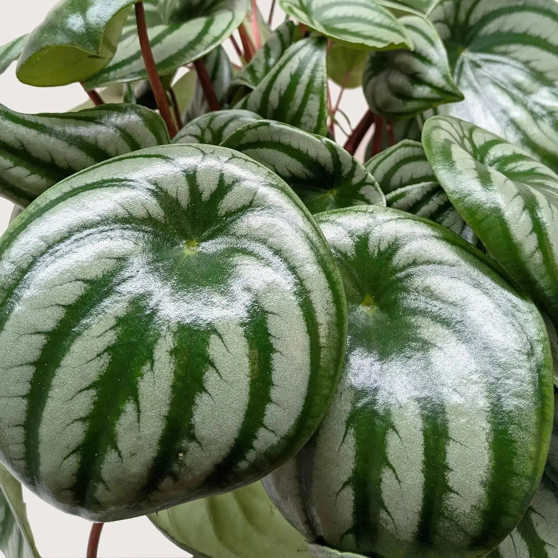 Watermelon Peperomia - Easy-Care Indoor Plant Gift