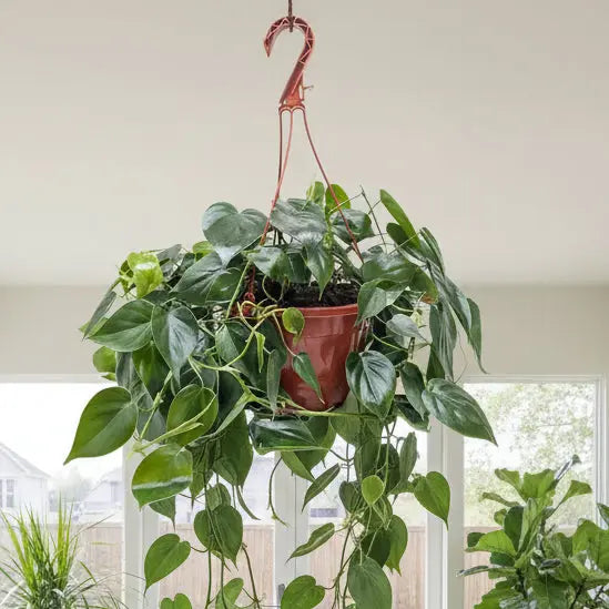 Philodendron Cordatum 'Heartleaf' - Easy-Care Trailing Houseplant