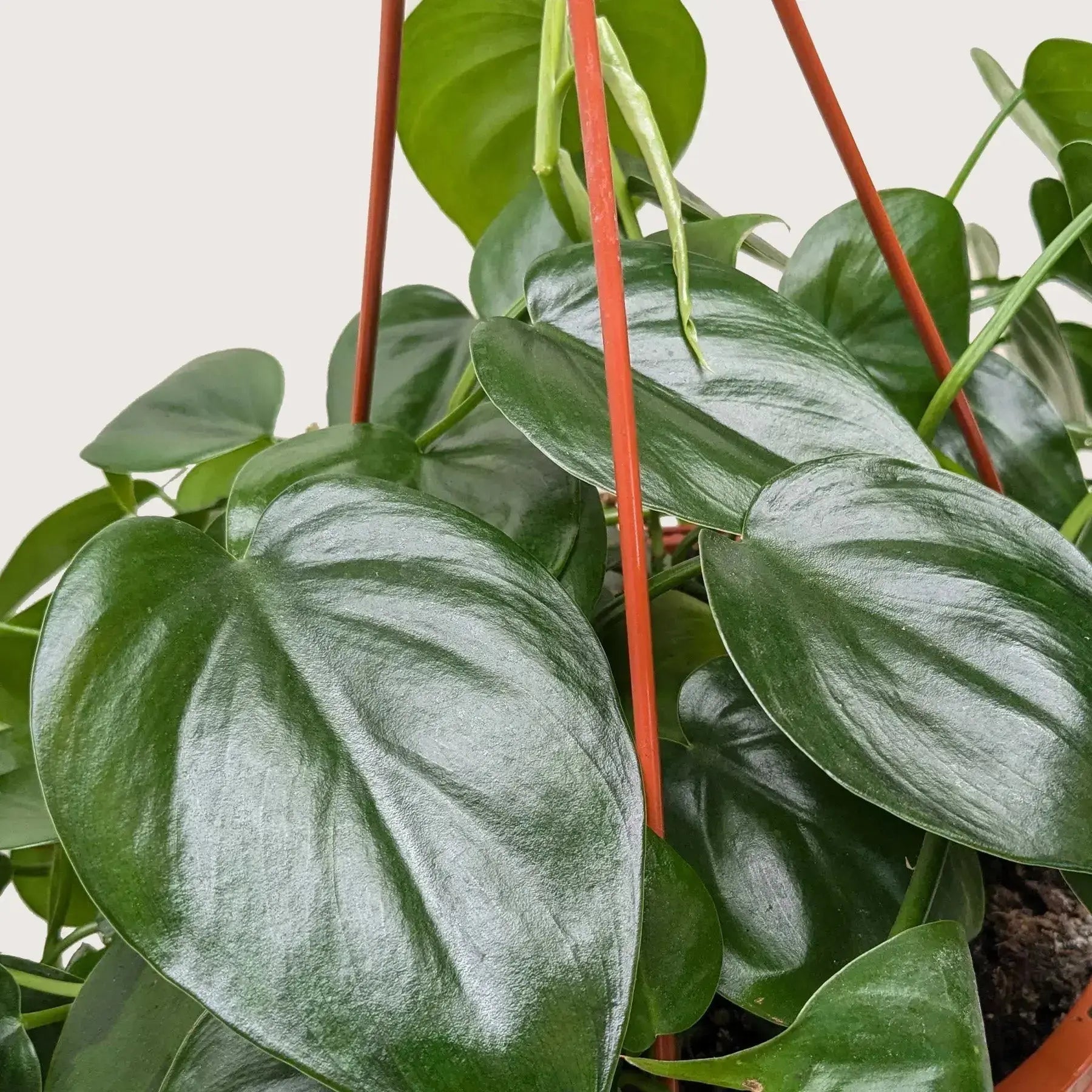 Philodendron Cordatum 'Heartleaf' - Easy-Care Trailing Houseplant