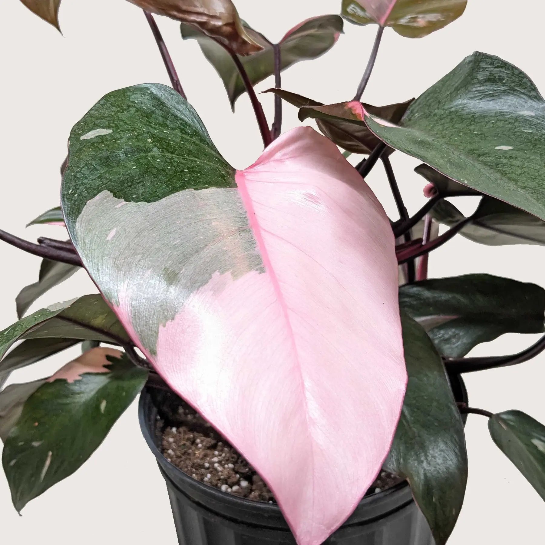 Philodendron 'Pink Princess'