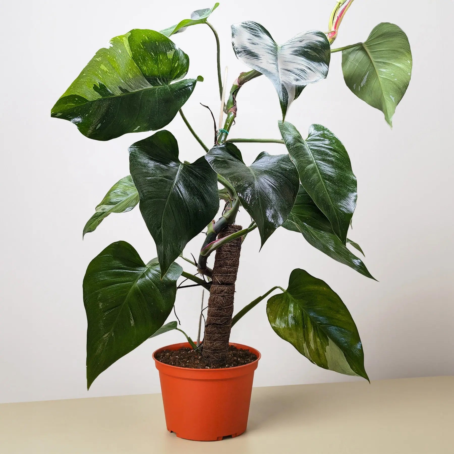 Philodendron 'White Princess'