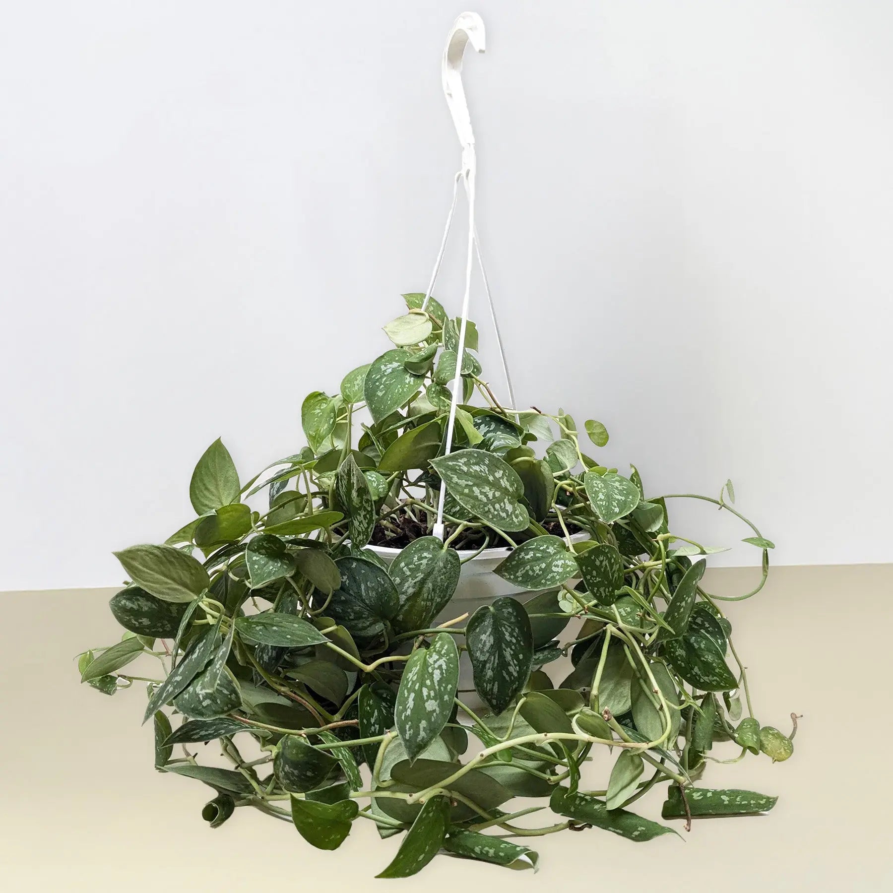 Pothos 'Satin'