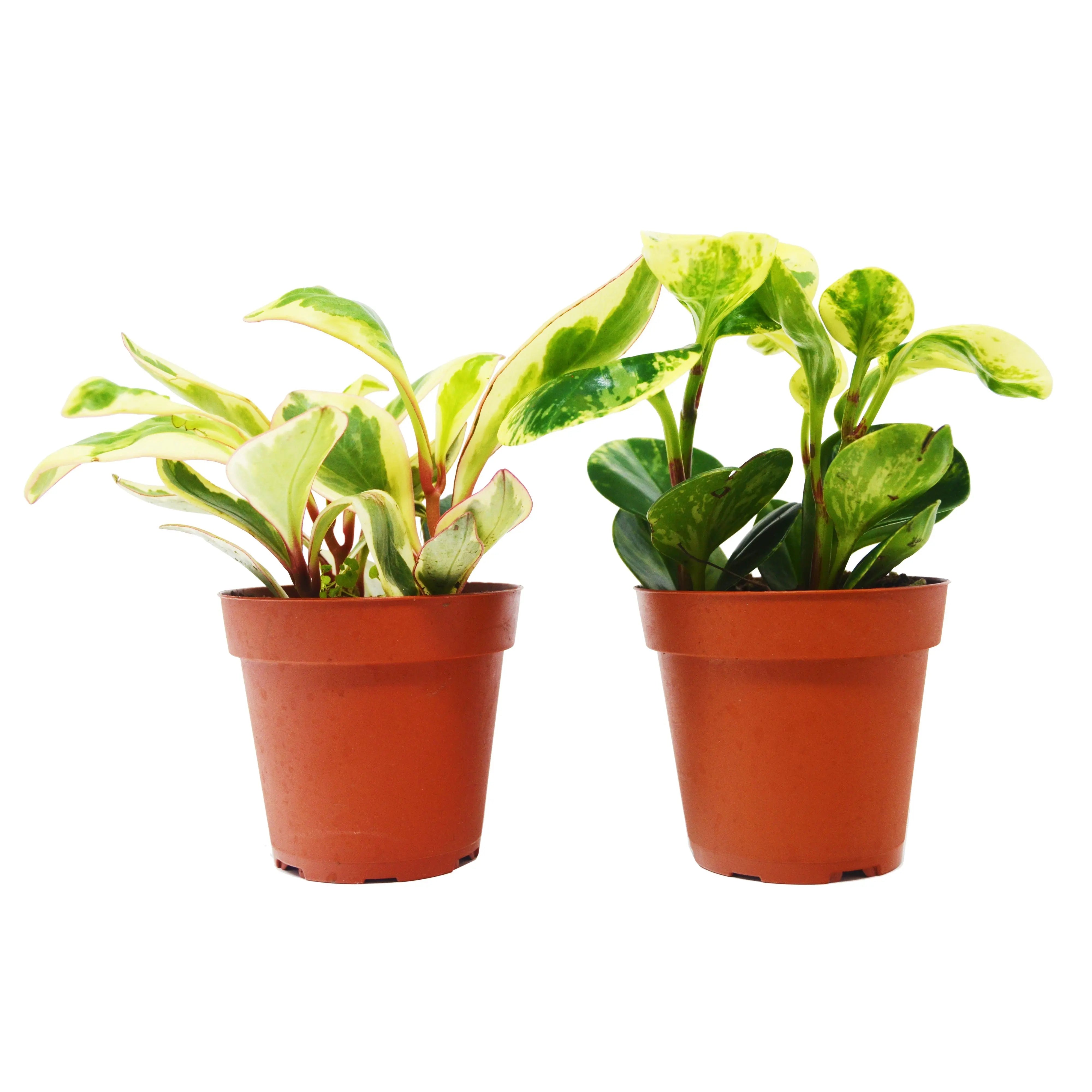 2 Peperomia Plants Variety Pack in 4
