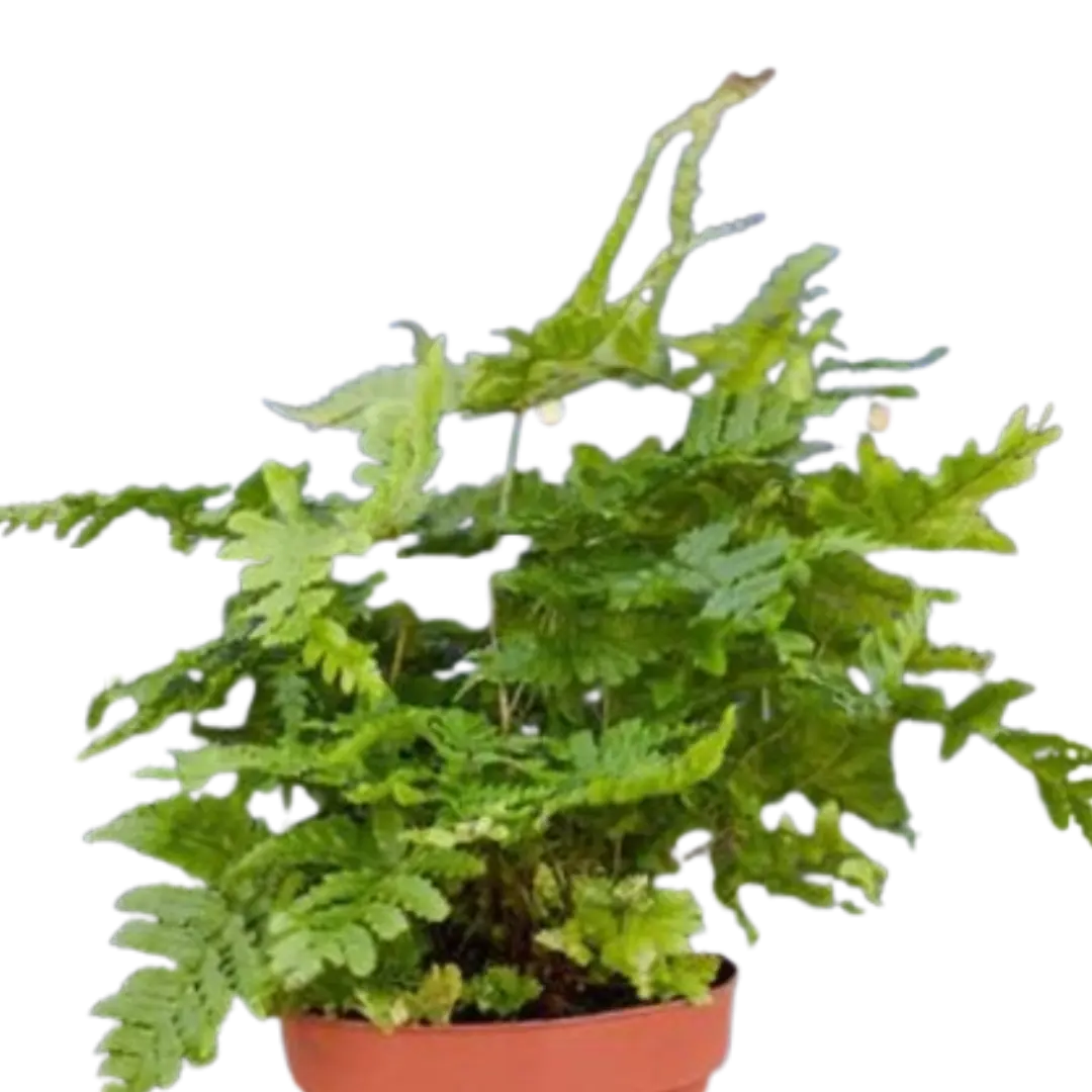 'Autumn' Fern - 4