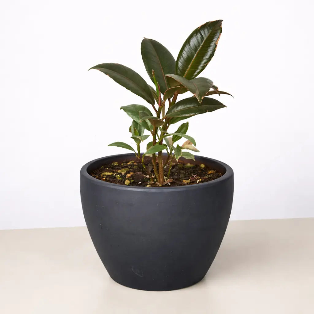 Ficus Elastica 'Tineke'