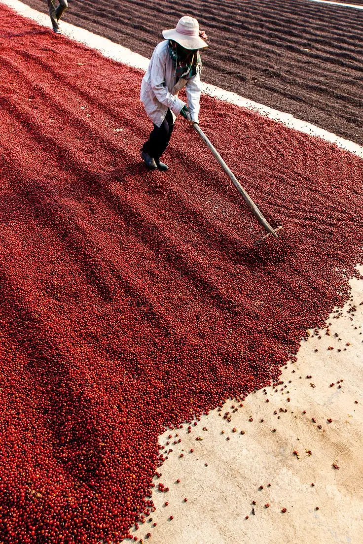 Organic Honduras Decaf Coffee | Swiss Water Process | Uncharted Coffee
