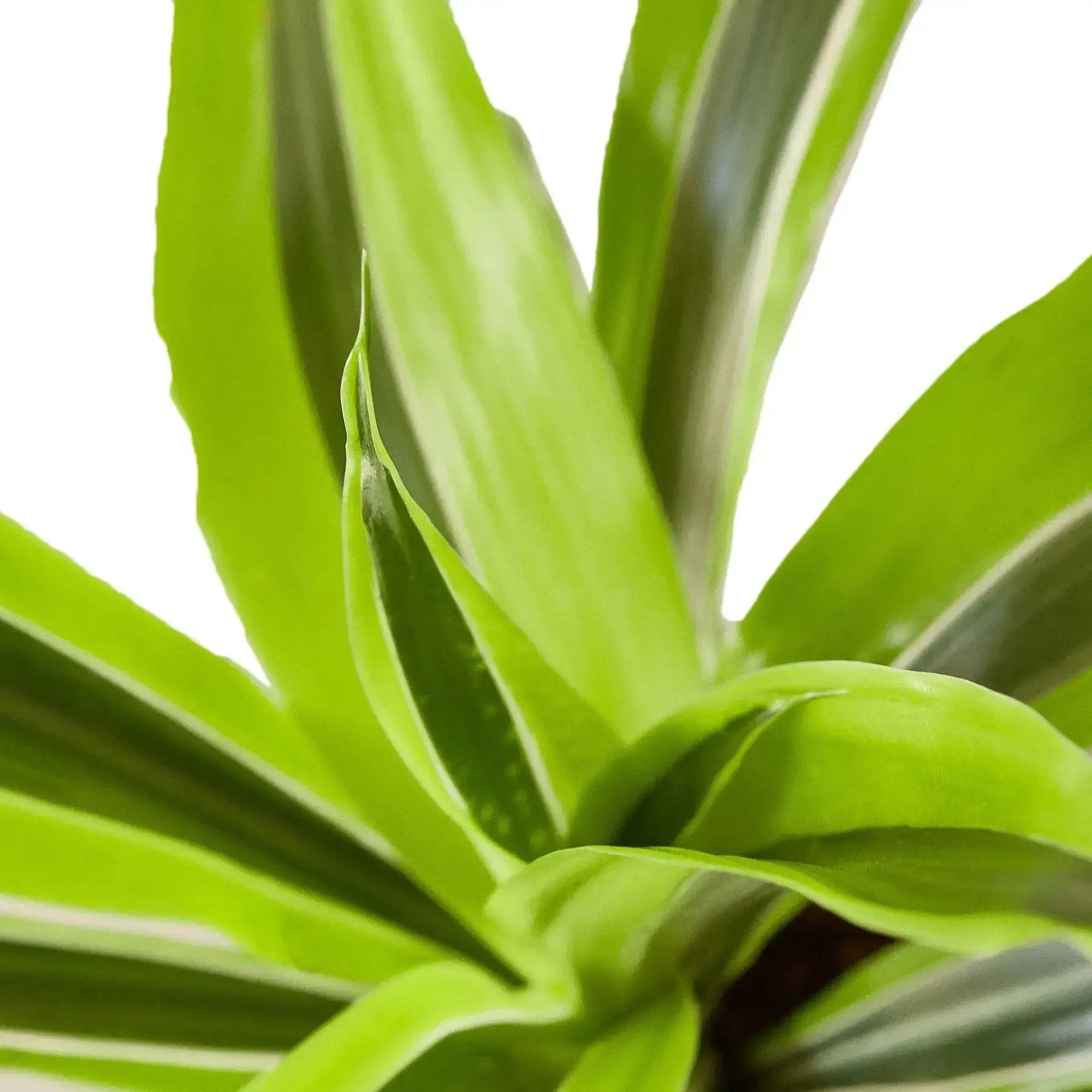 Dracaena Lemon Lime Plant