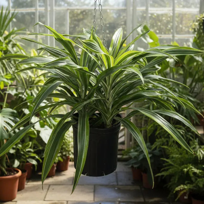 Dracaena Lemon Lime Plant