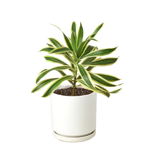 Dracaena 'Song of India'