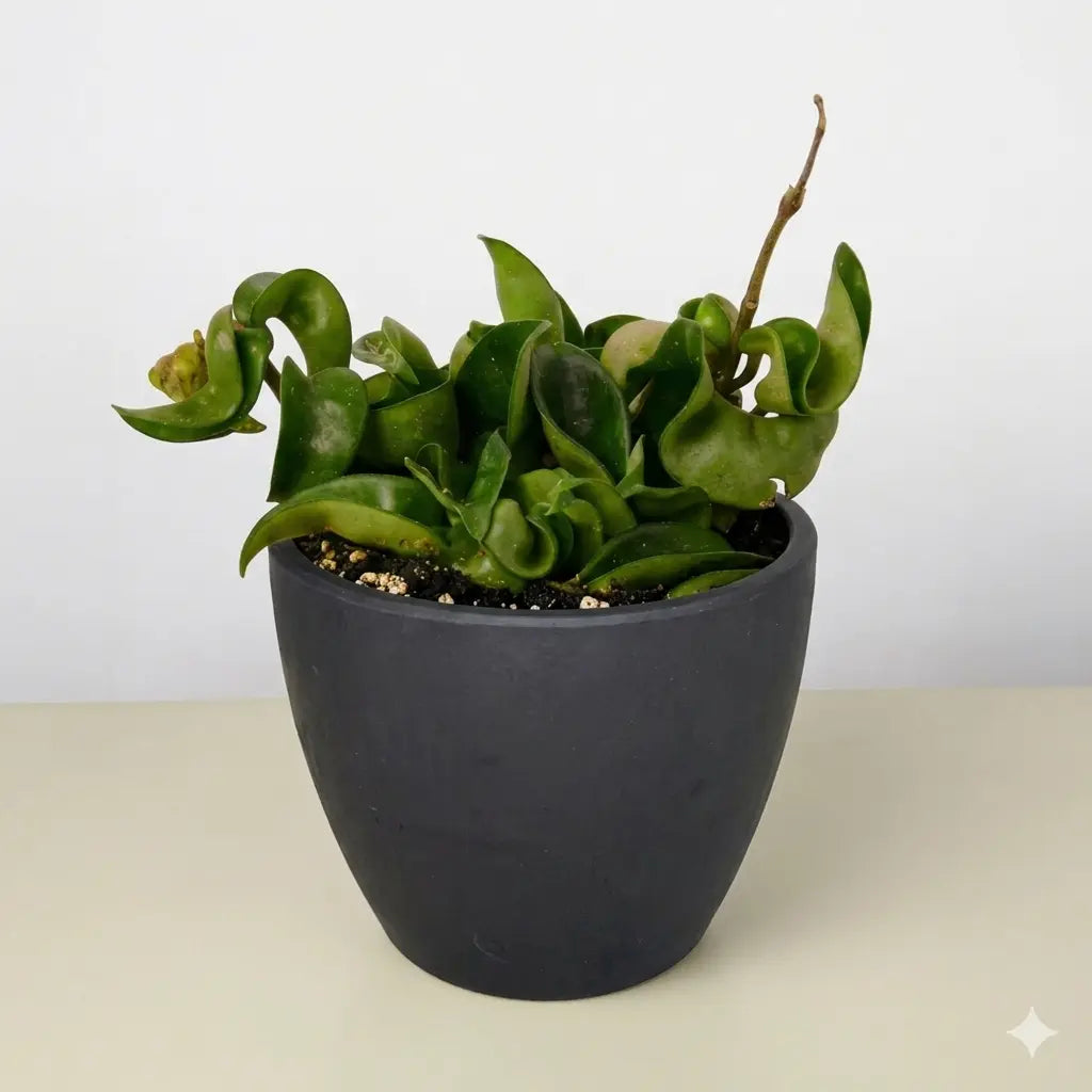 Hoya Rope Plant