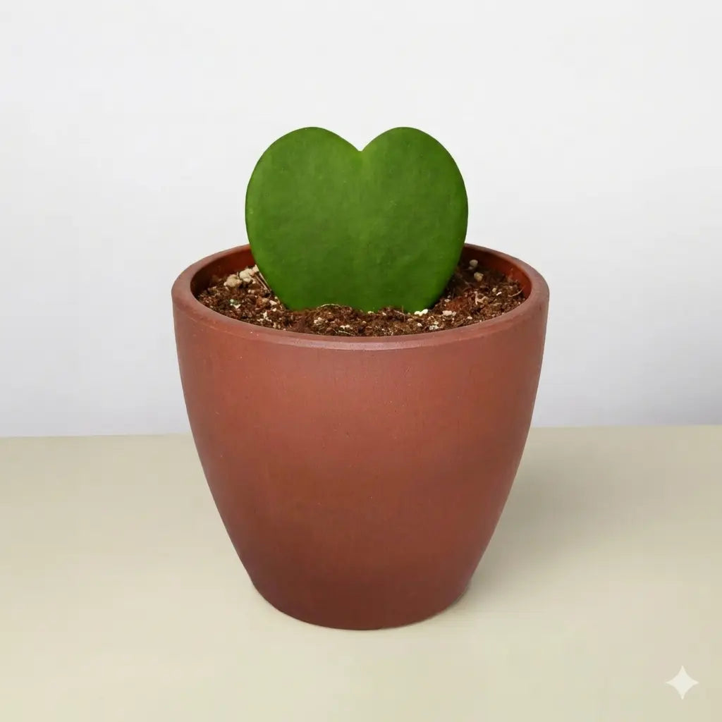 Hoya 'Sweetheart'