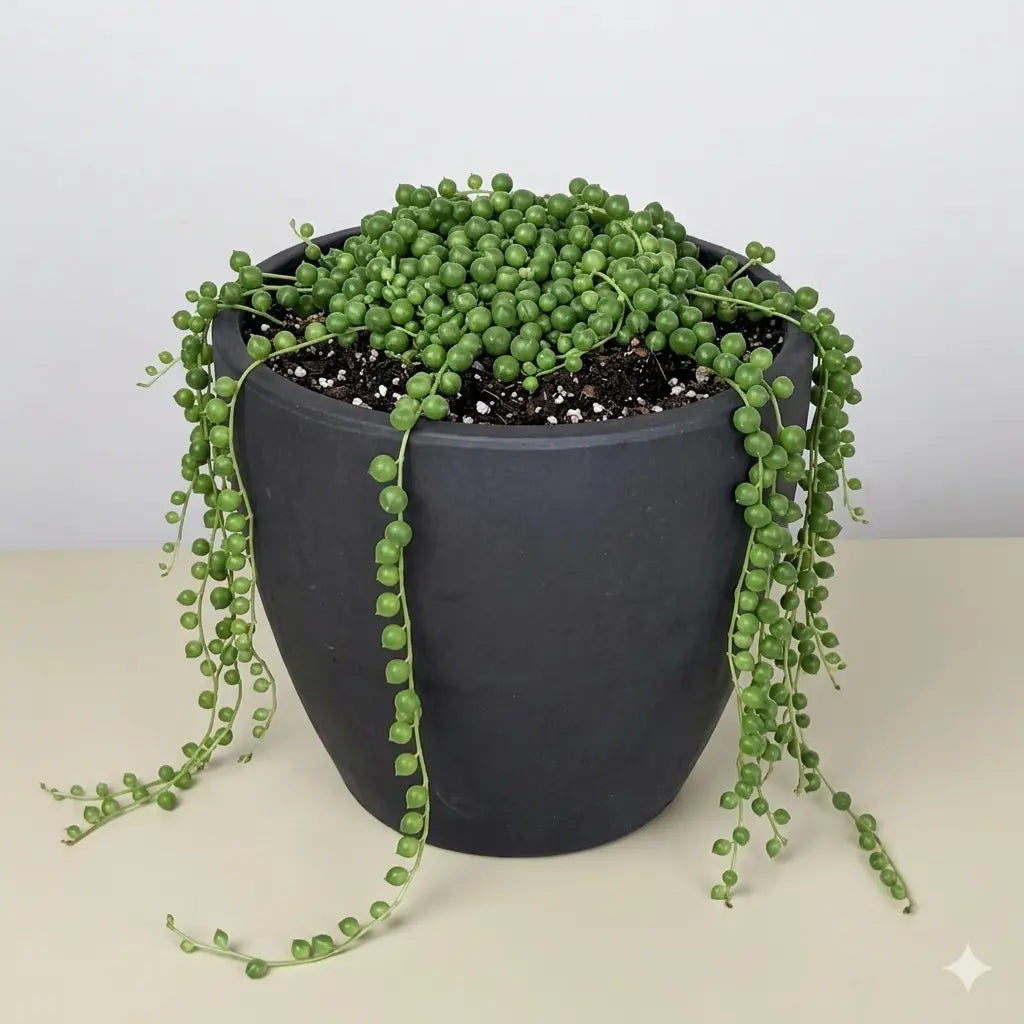 Succulent 'String of Pearls'