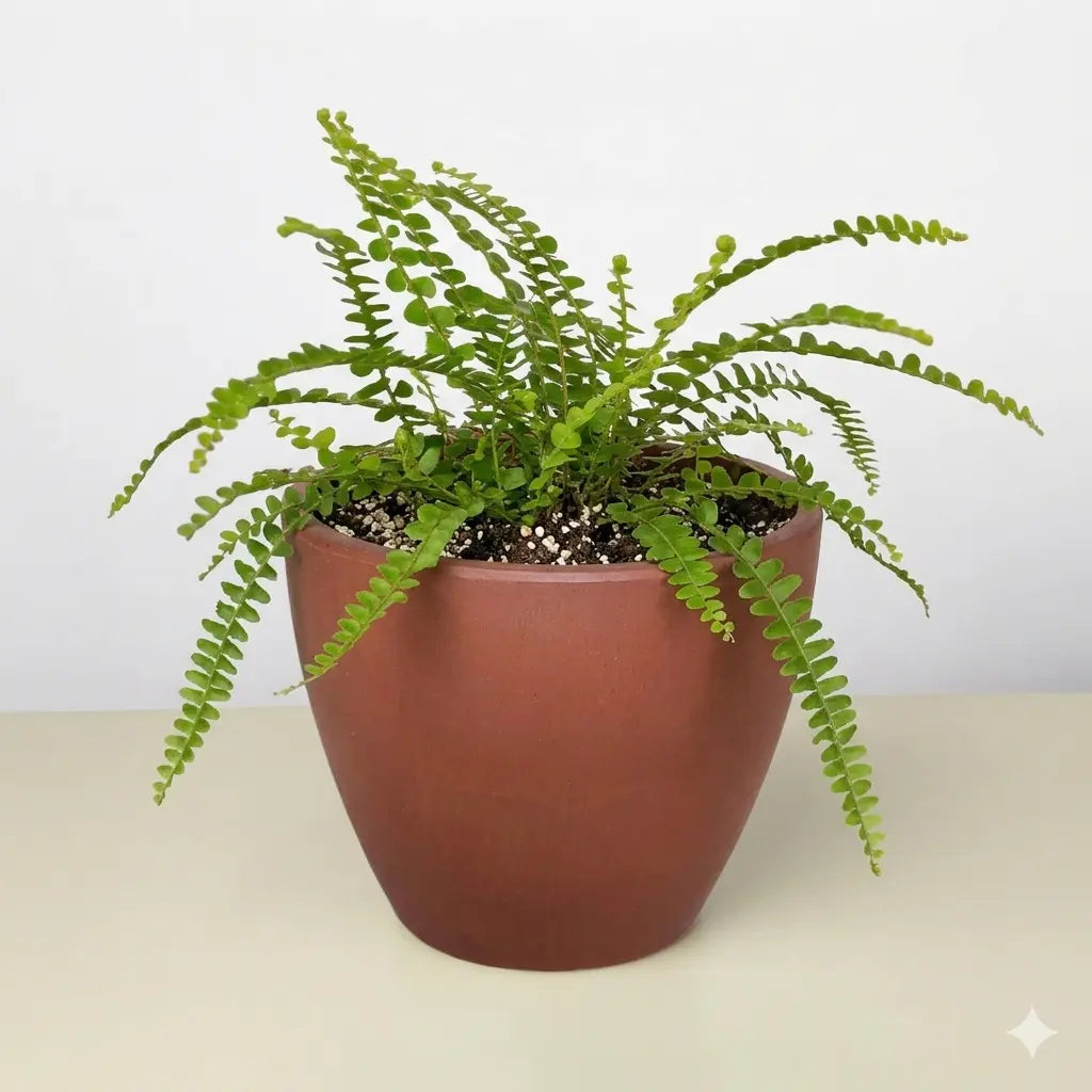 Lemon Button Fern