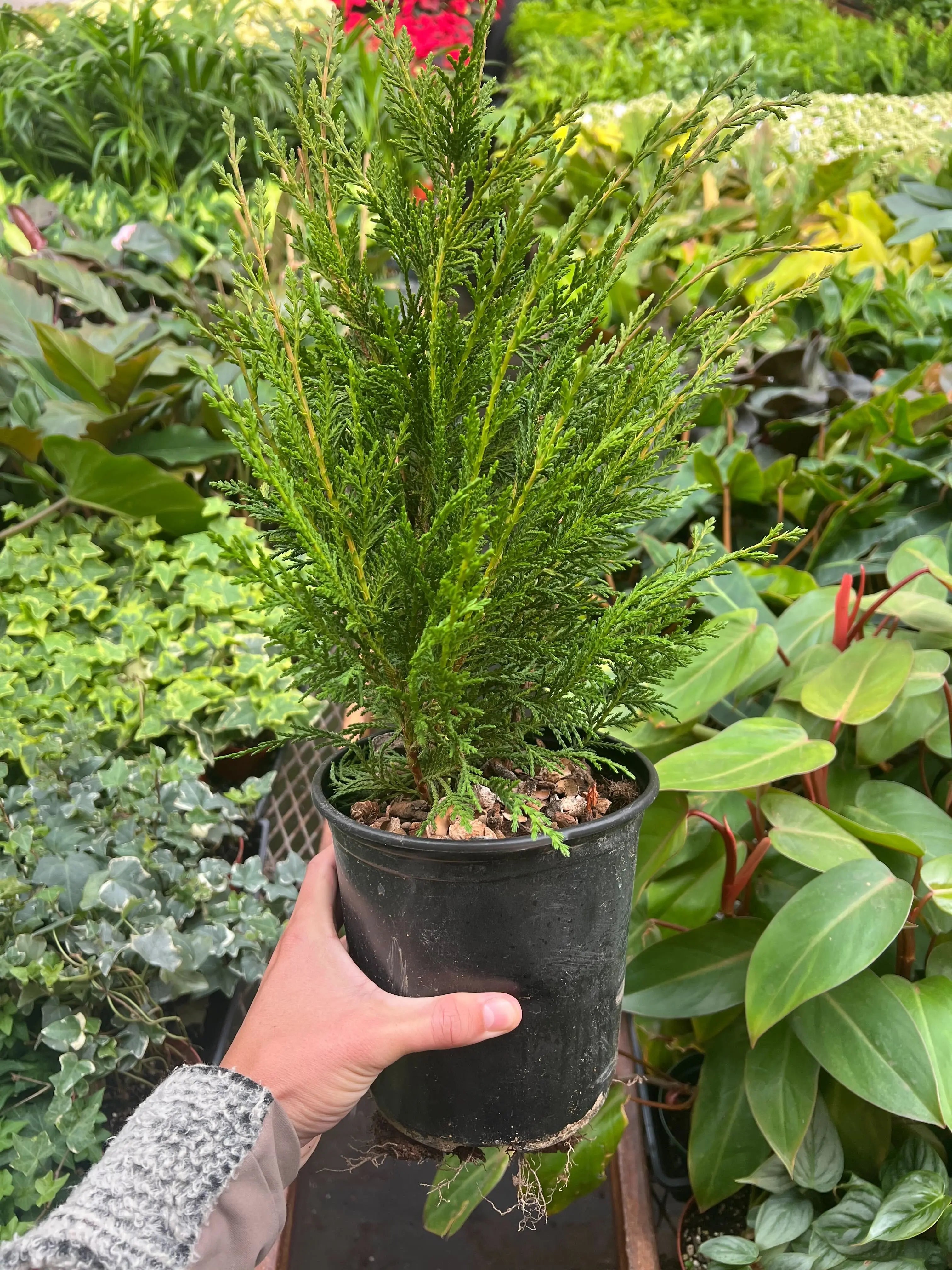 Leyland cypress - 6