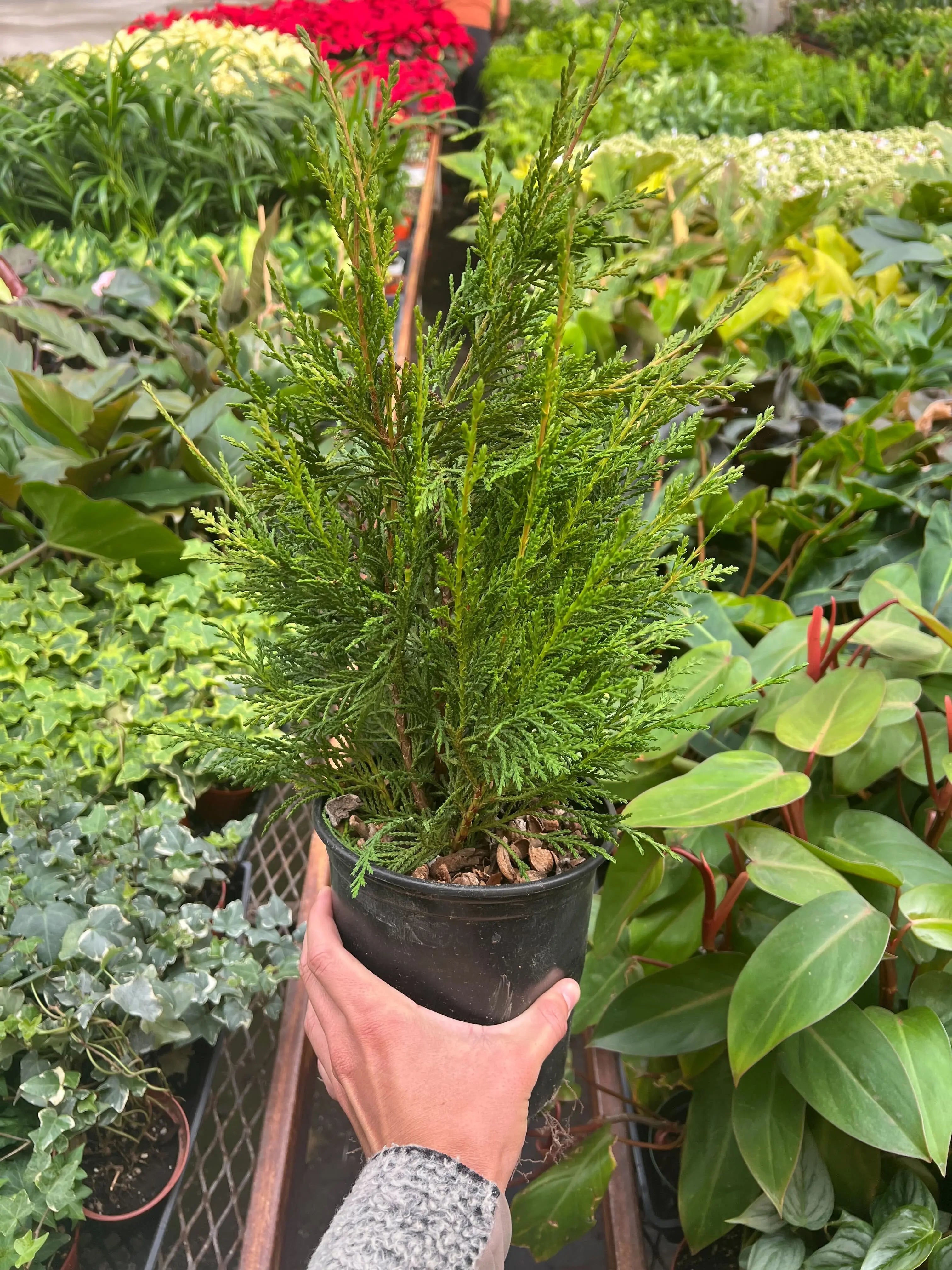 Leyland cypress - 6