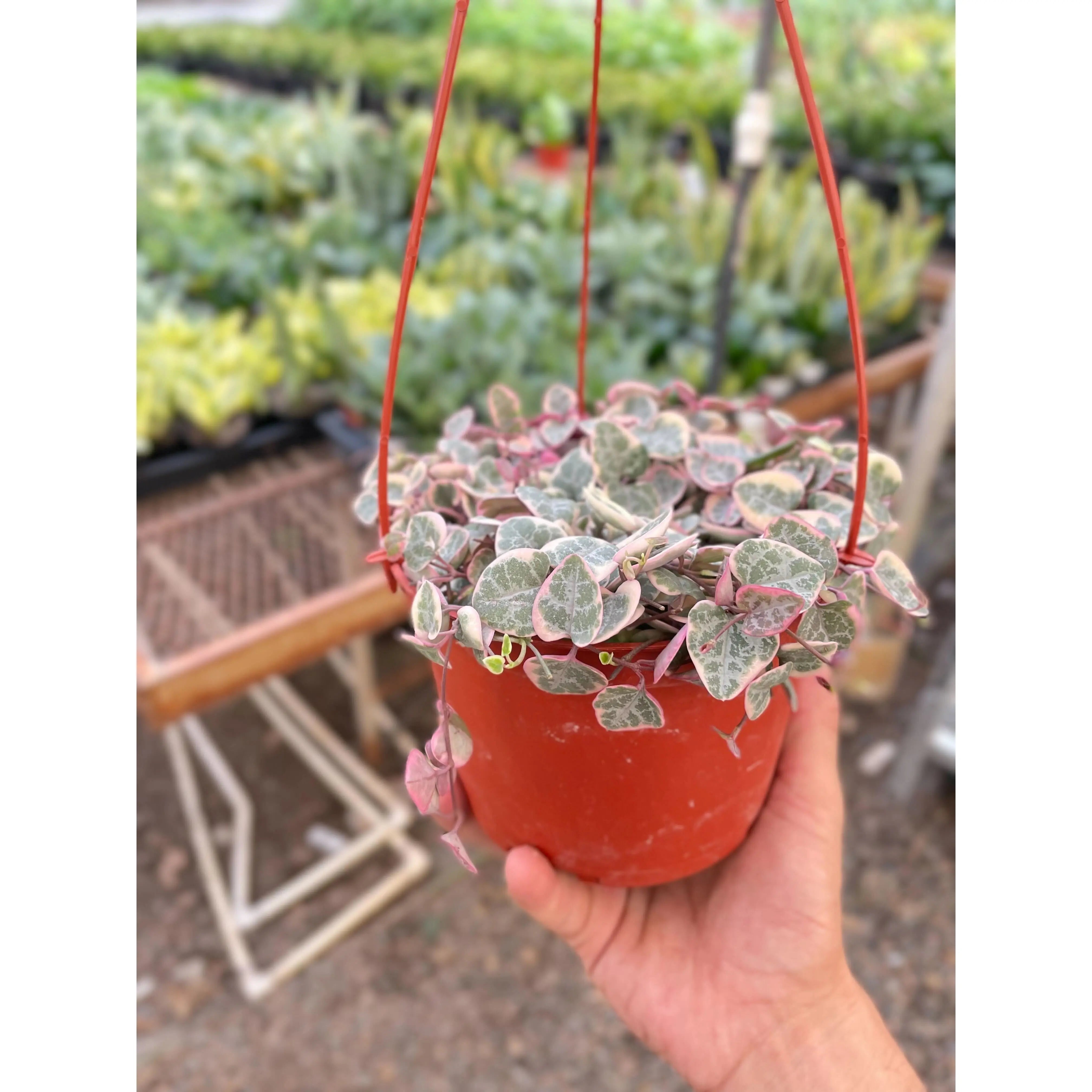 Variegated String of Hearts Plant | Ceropegia woodii